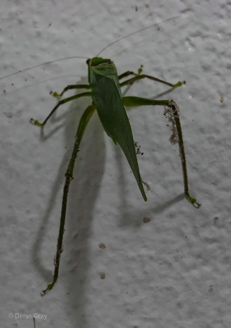 Katydid, Western Belize