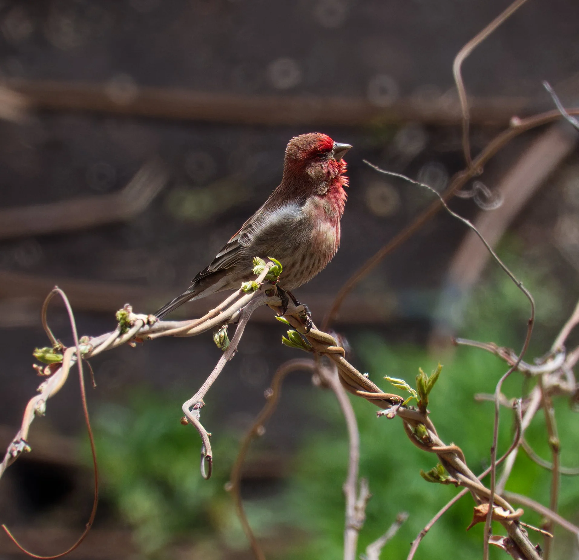House Finch, St. Clair E, Toronto