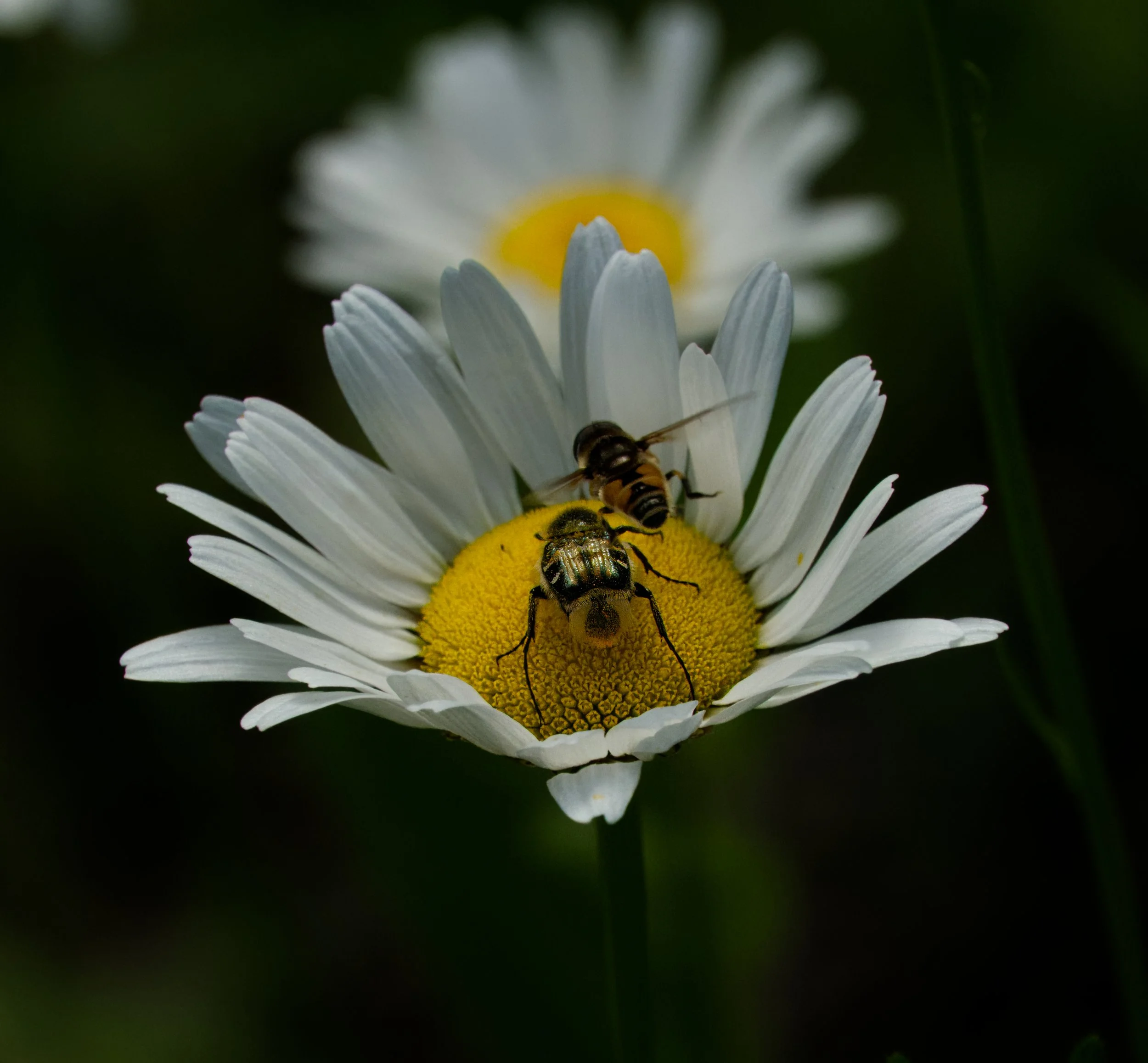 Hairy Flower Beetle and a Hoverfly