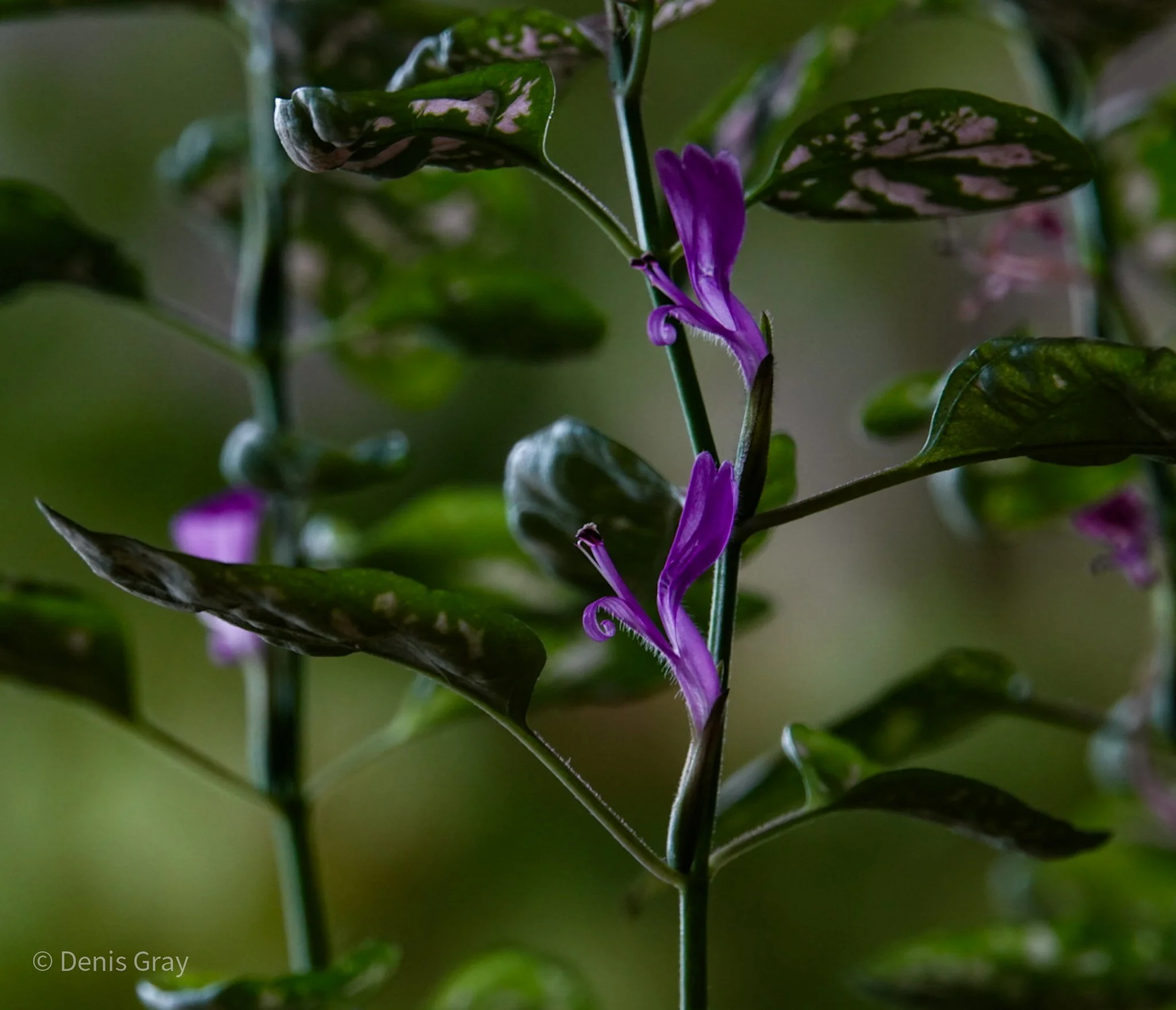 Polka Dot Plant (Hypoestes phyllostachya)