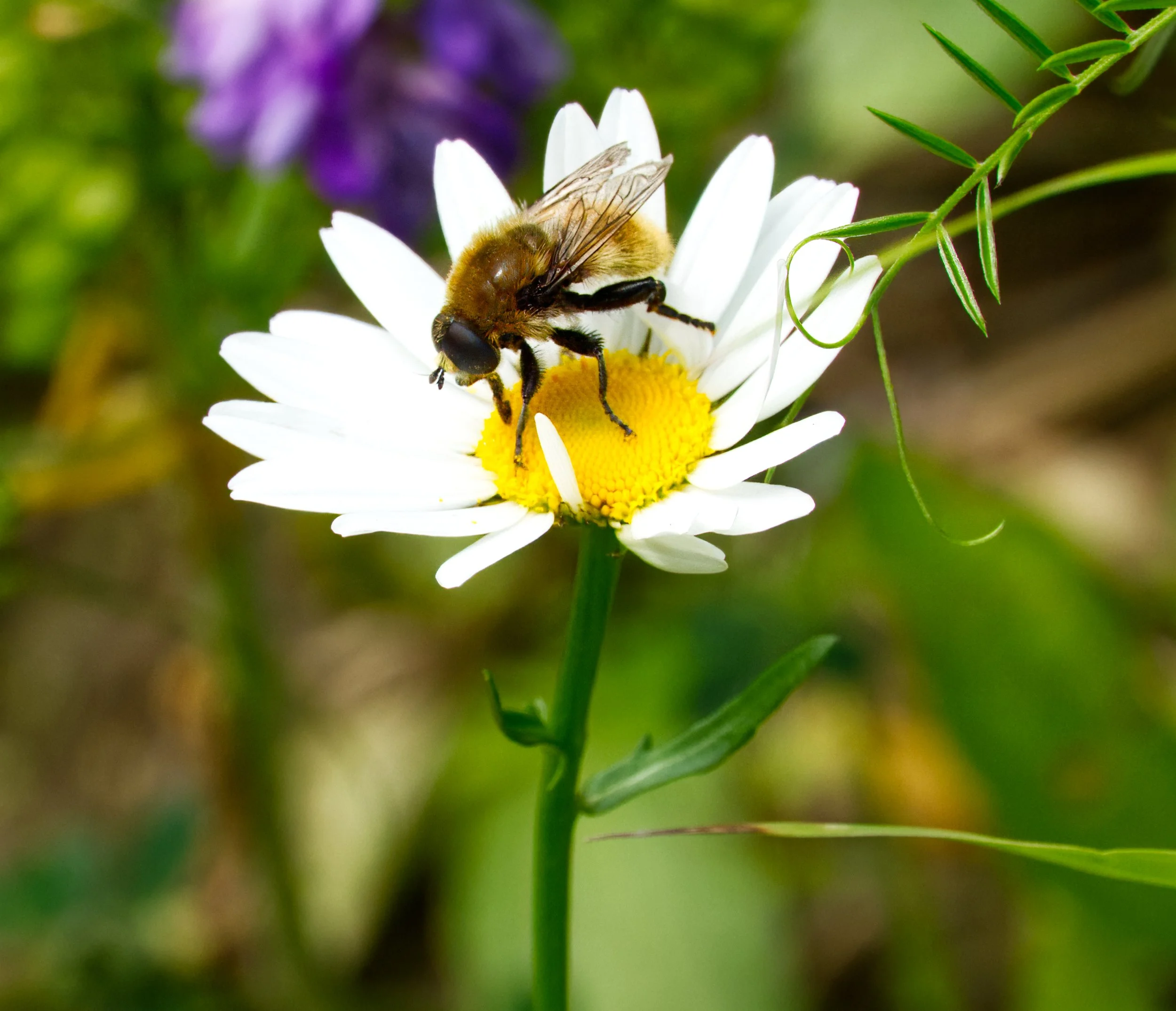 Narcissus Bulb Fly
