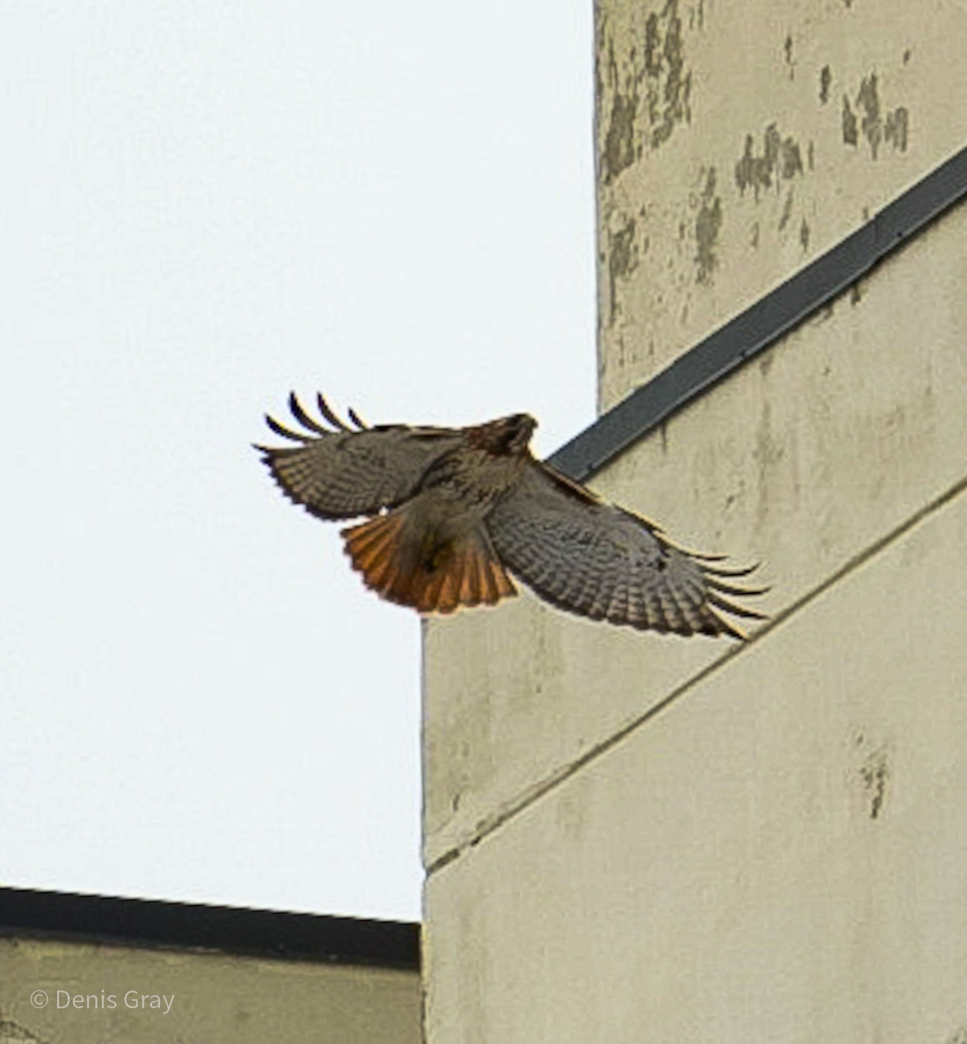Red-tailed Hawk, St. Clair, Toronto. 