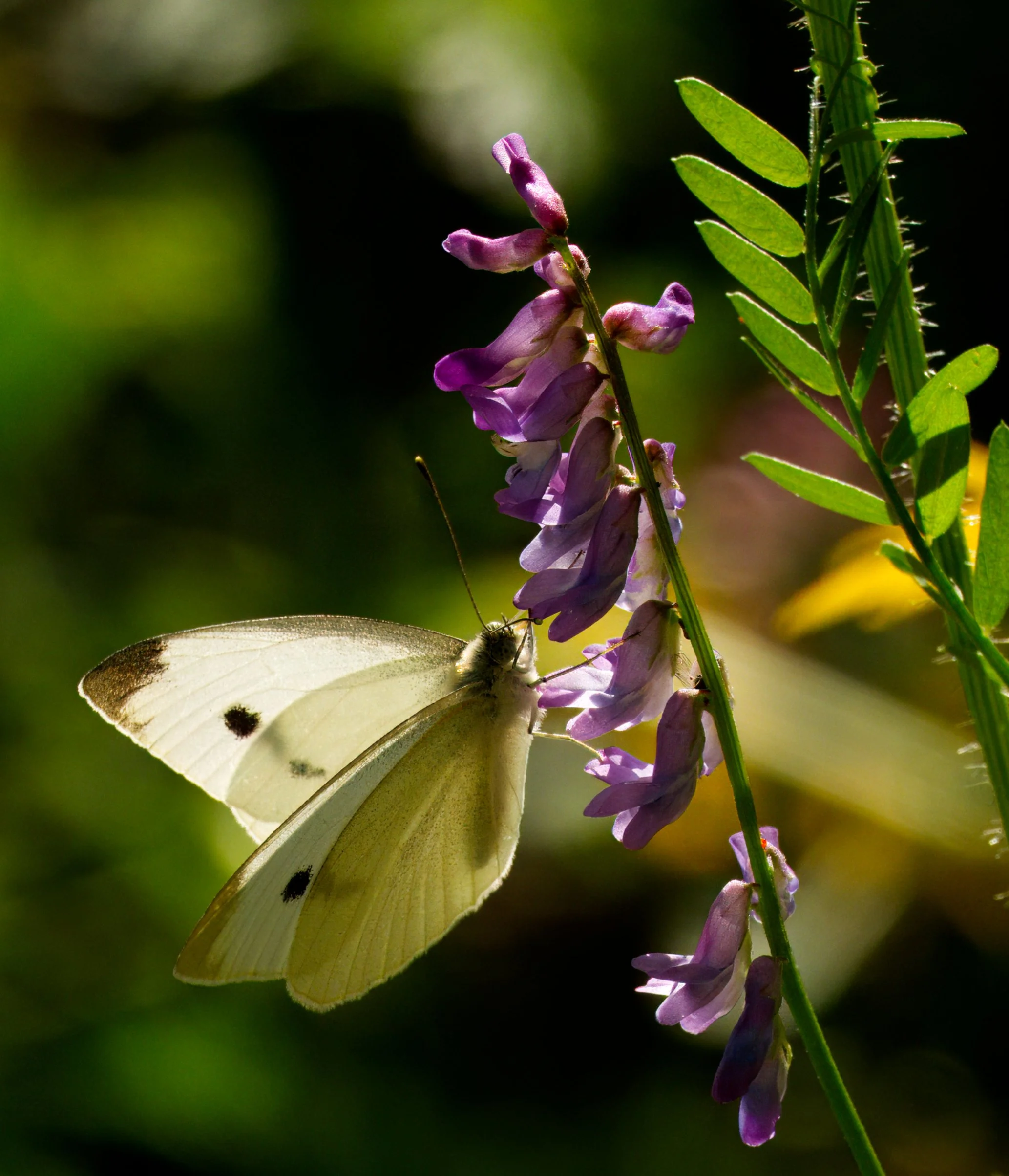 Cabbage White Butterfly on Vetch