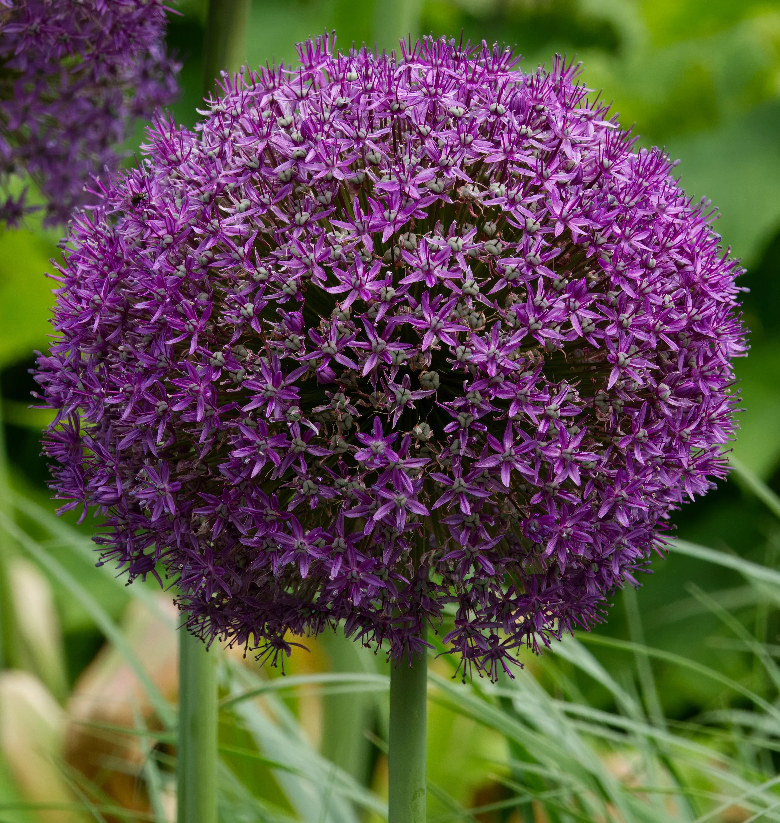 Allium