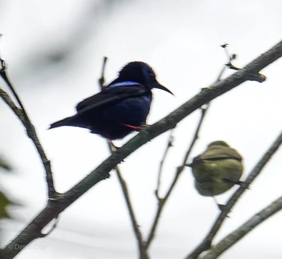 Red-legged Honey Creeper pair, on the Macal River, Western Belize