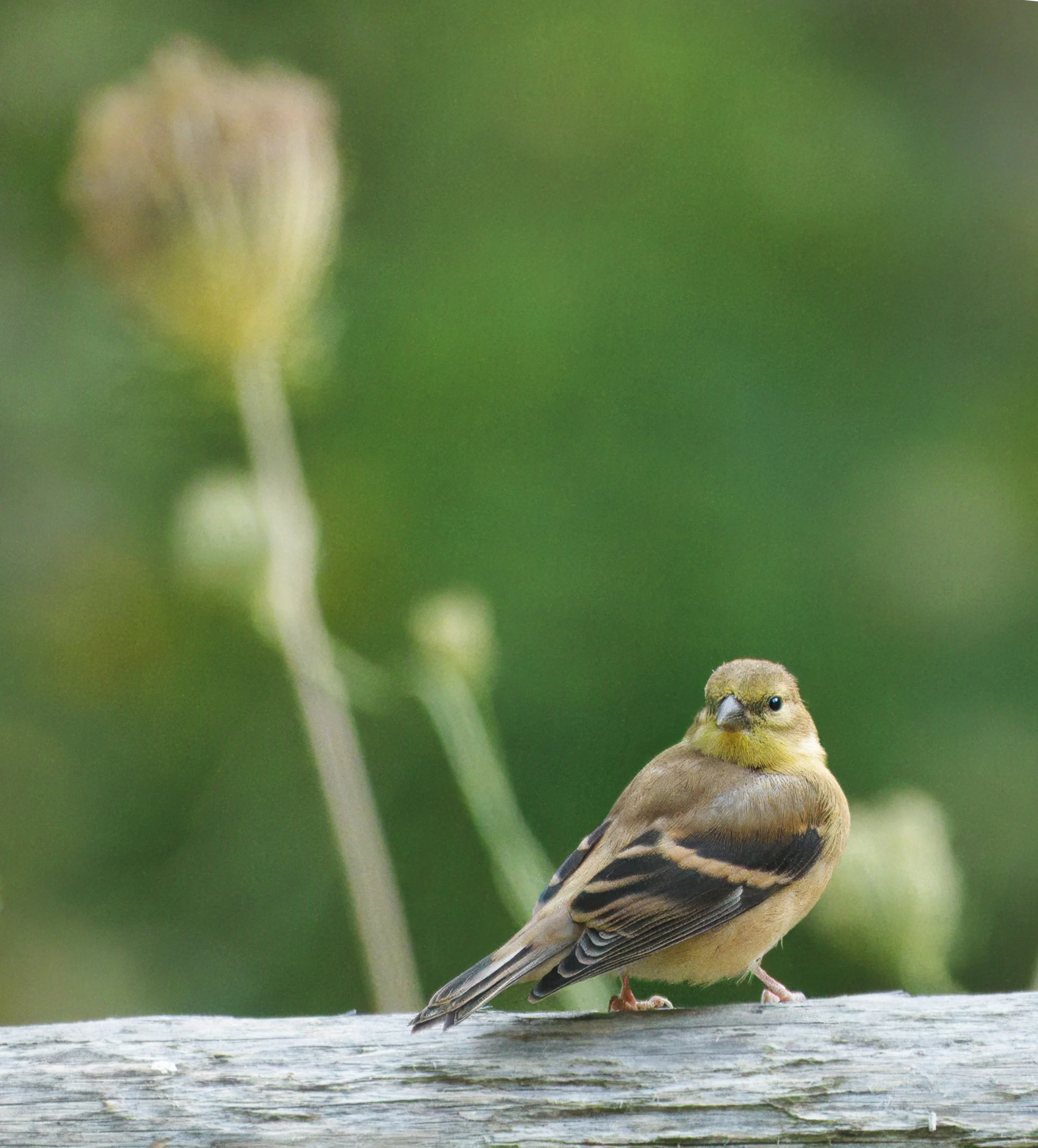 Immature American Goldfinch, in the ravine