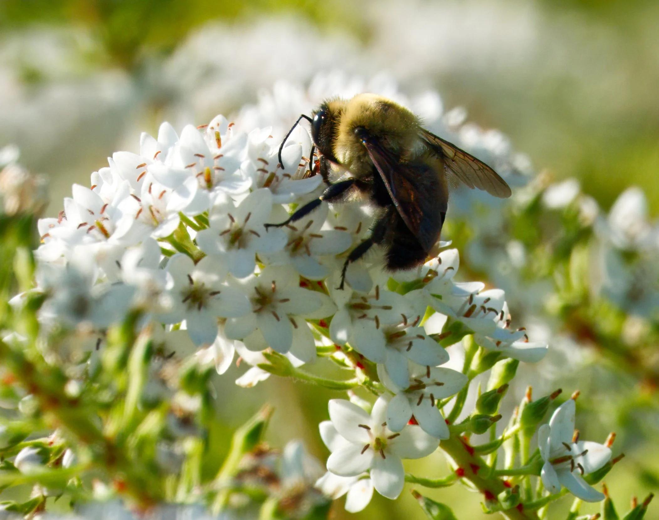 Bumblebee on Gooseneck Loosestrife