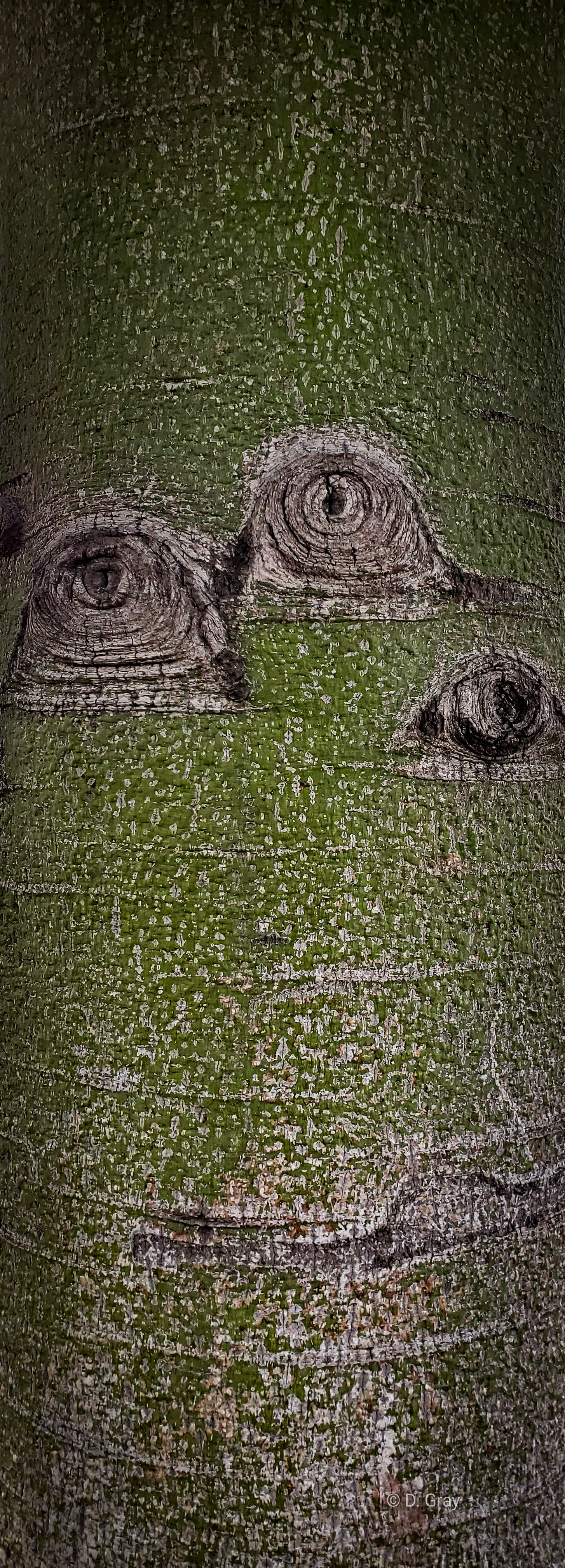 Bark Eyes