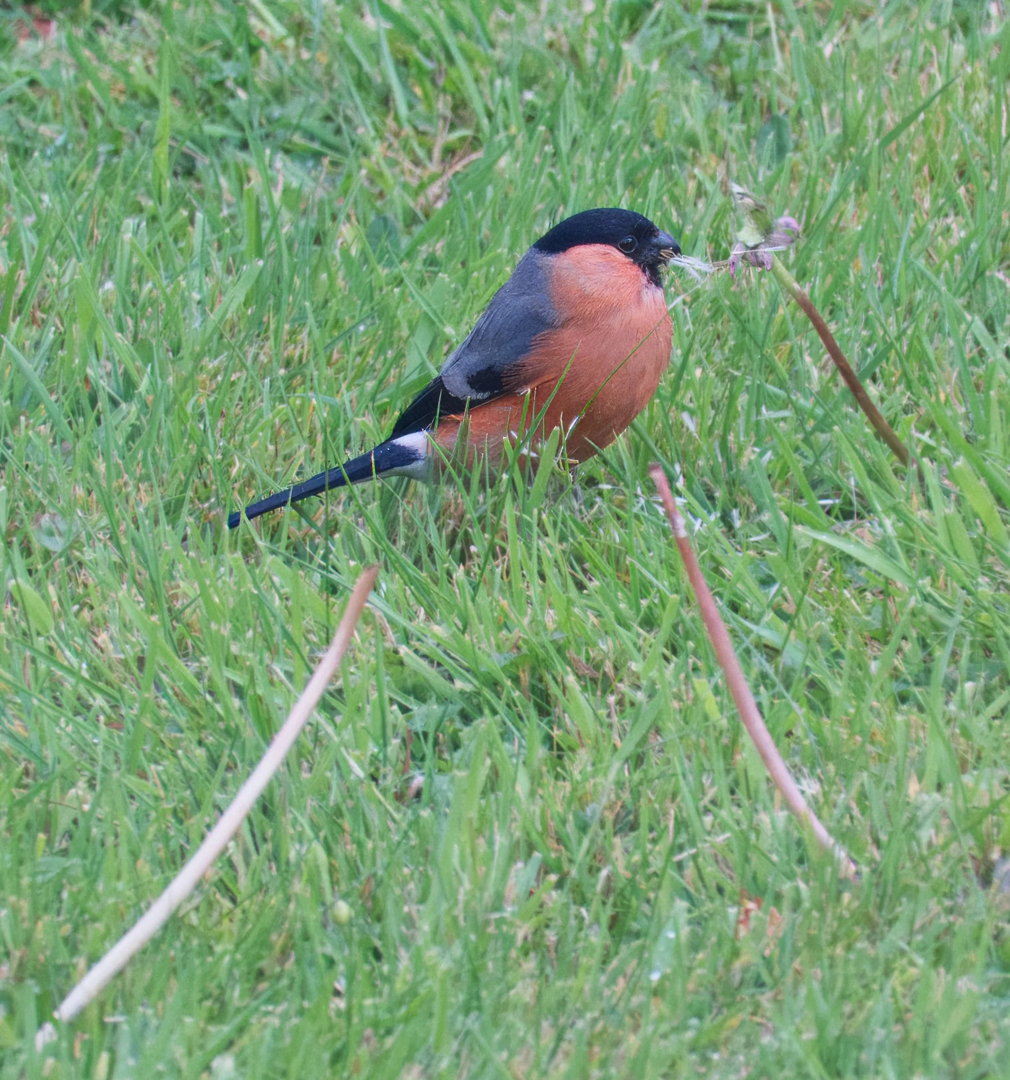 Bullfinch, male, Petitiswood, Mullingar