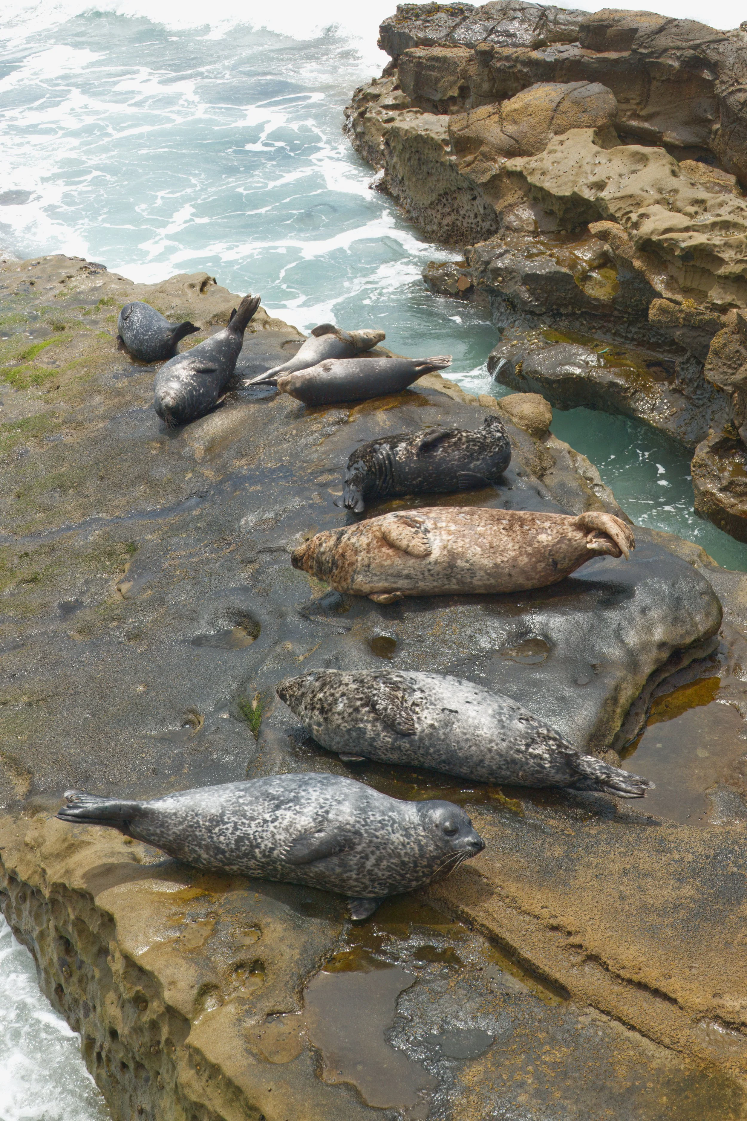 Harbour Seals, La Jolla, Southern California
