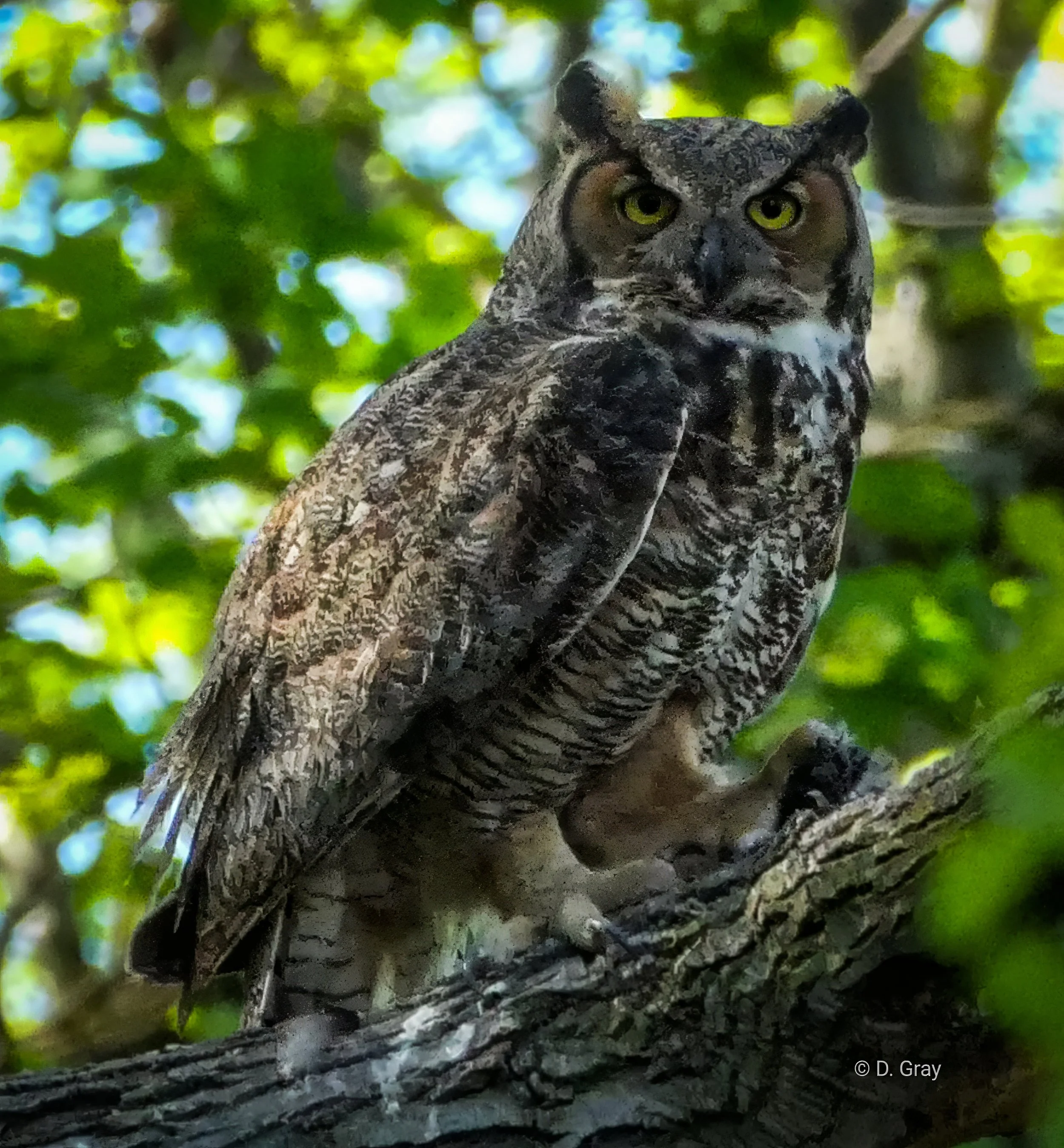 Great Horned Owl, Dyke's Marsh, Alexandria Va