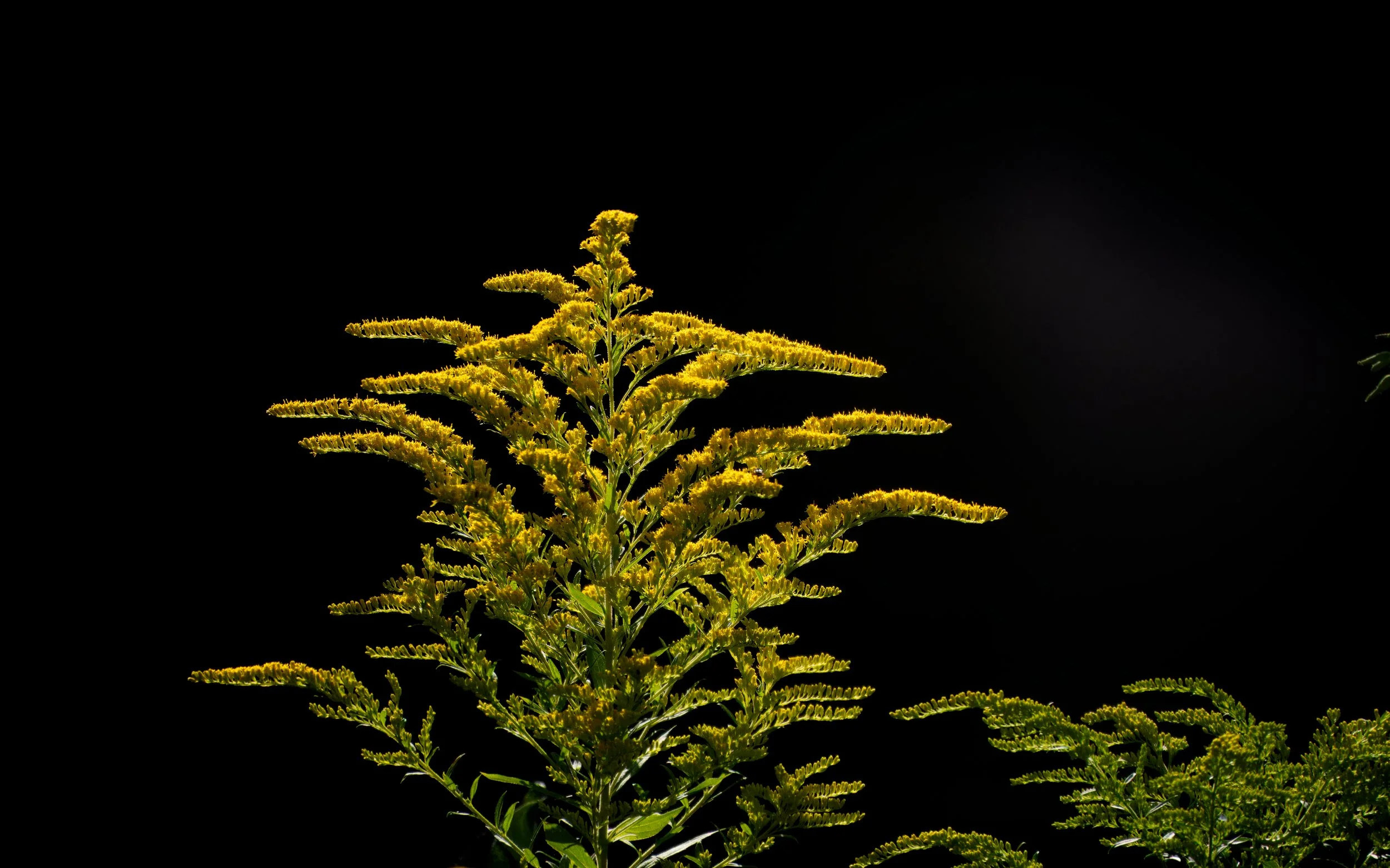Goldenrod, Solidago