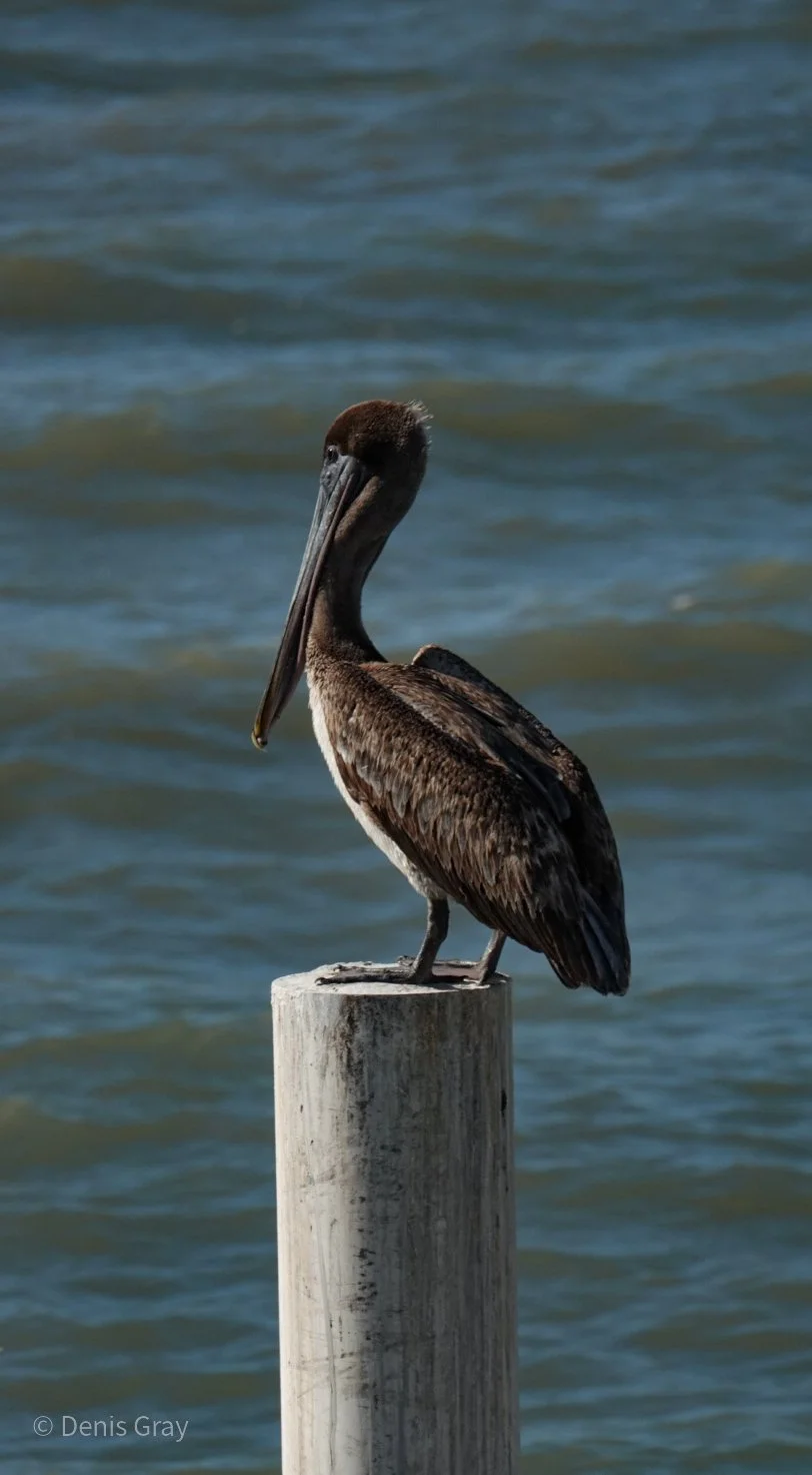 Brown Pelican, Belize City, Belize