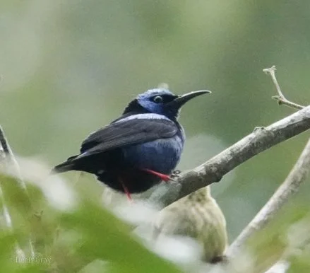Red-legged Honey Creeper, Western Belize