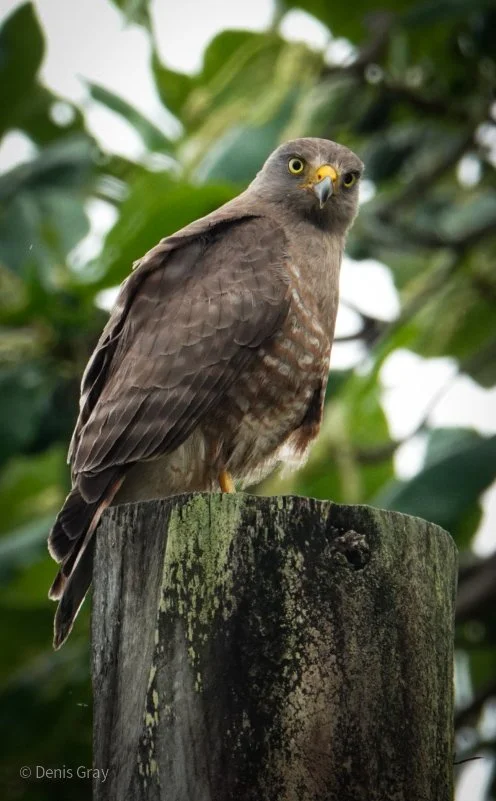 Juvenile Roadside Hawk, Hopkins, Belize