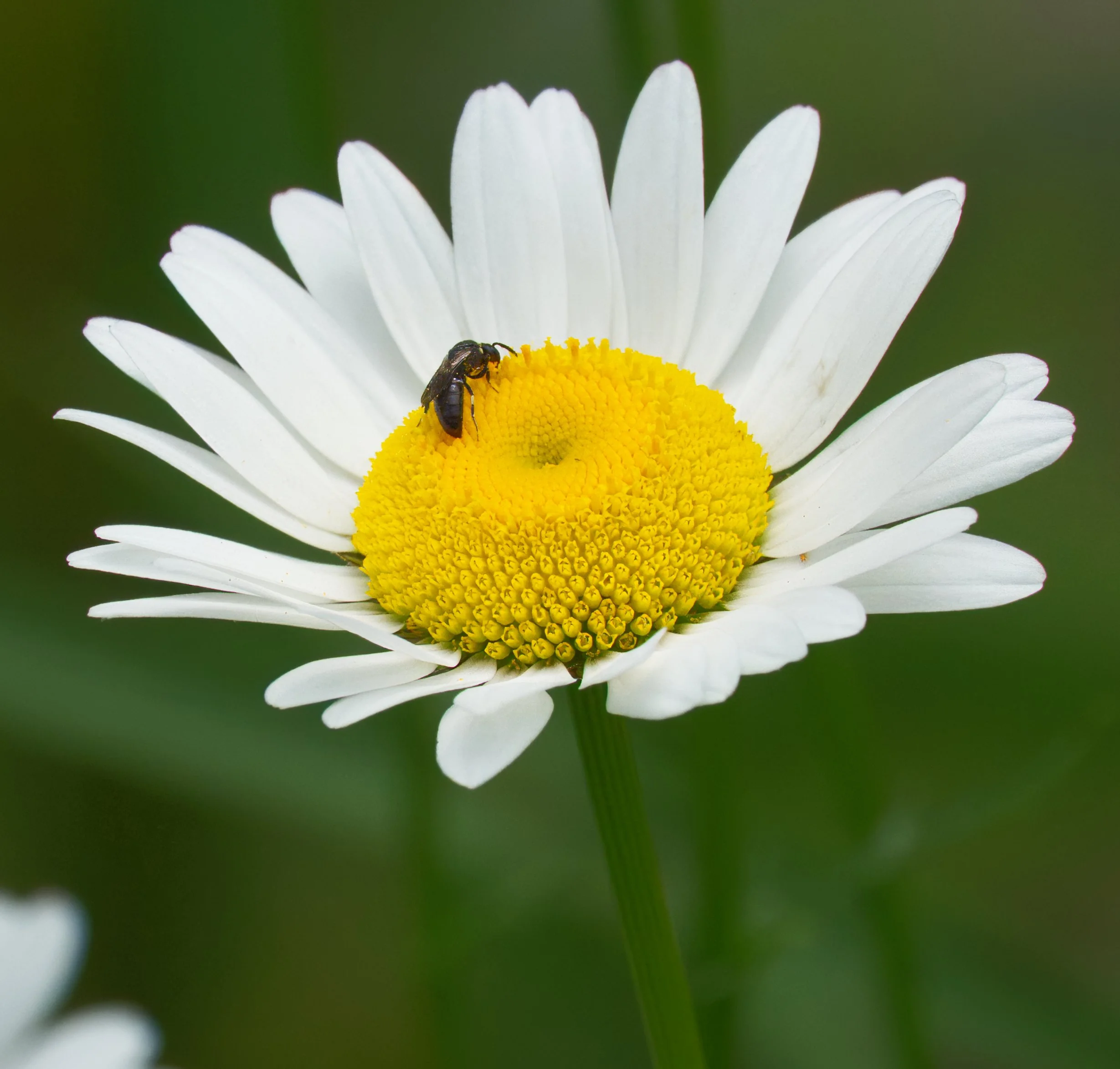 Masked Bee
