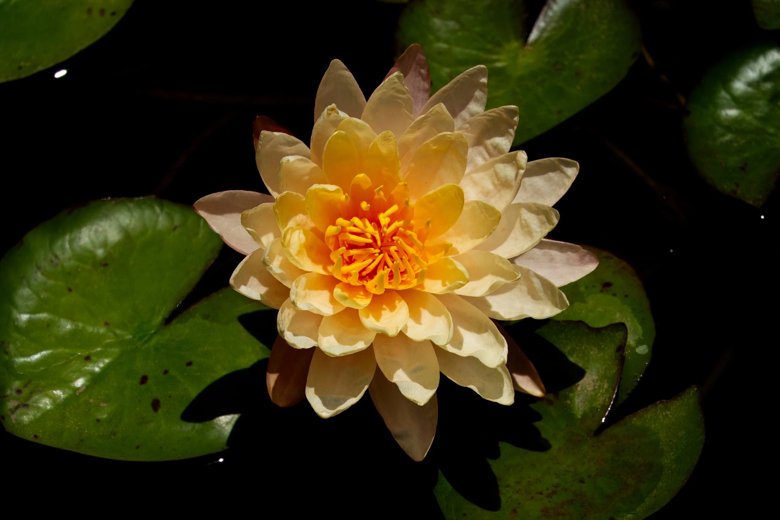 Water Lily, Atlanta Botanic Garden, Atlanta, Georgia
