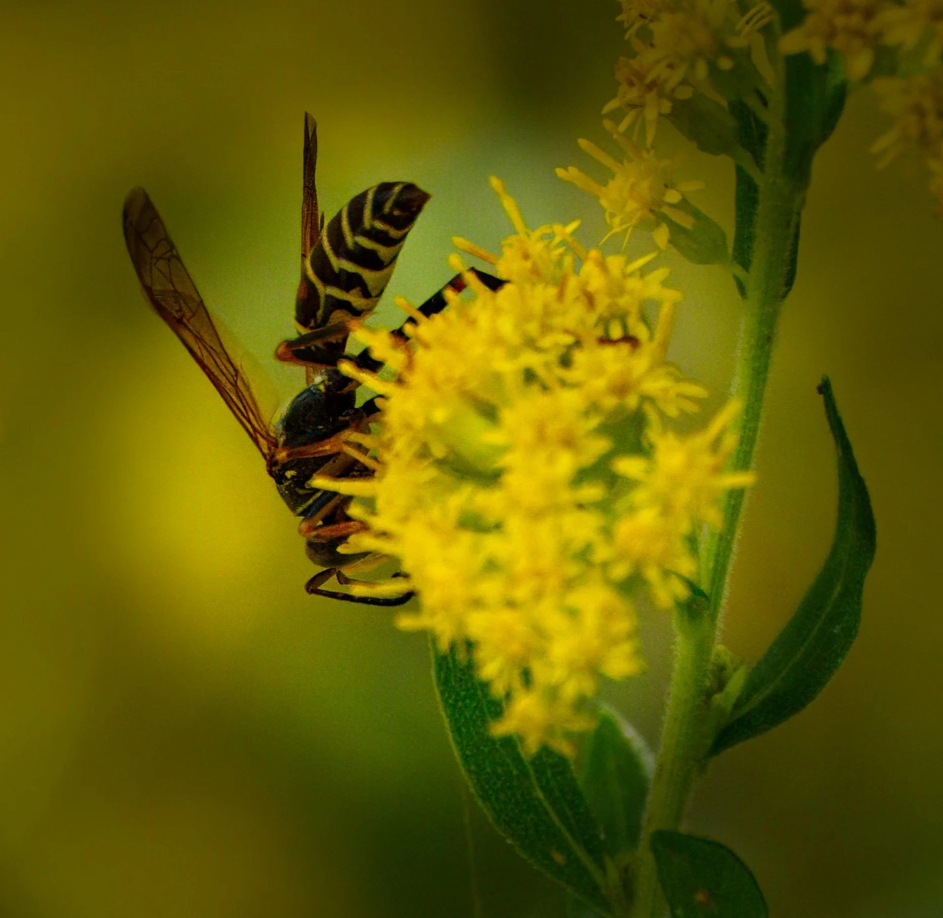 Ravine Sept 16 2026DSC09366.jpg