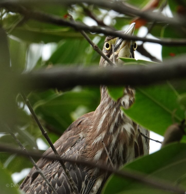 Juvenile Black-crowned Night Heron