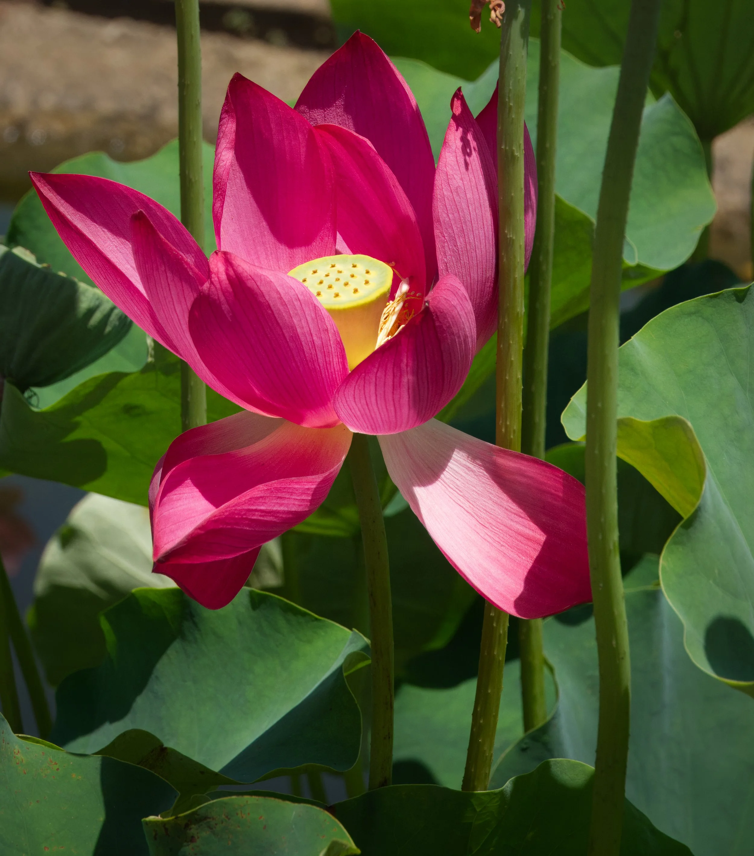 Lotus, Atlanta Botanic Garden, Atlanta, Georgia