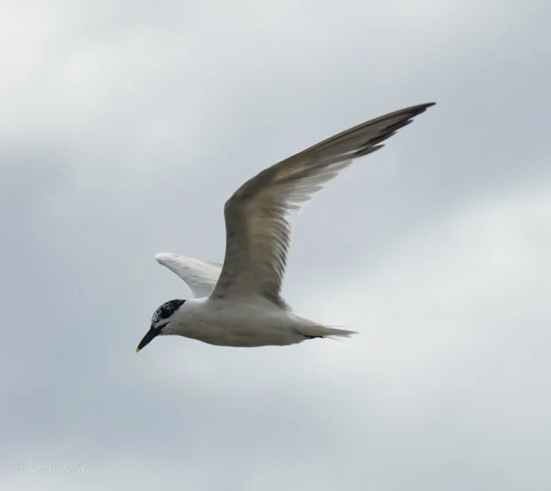 Sandwich Tern, Hopkins, Belize