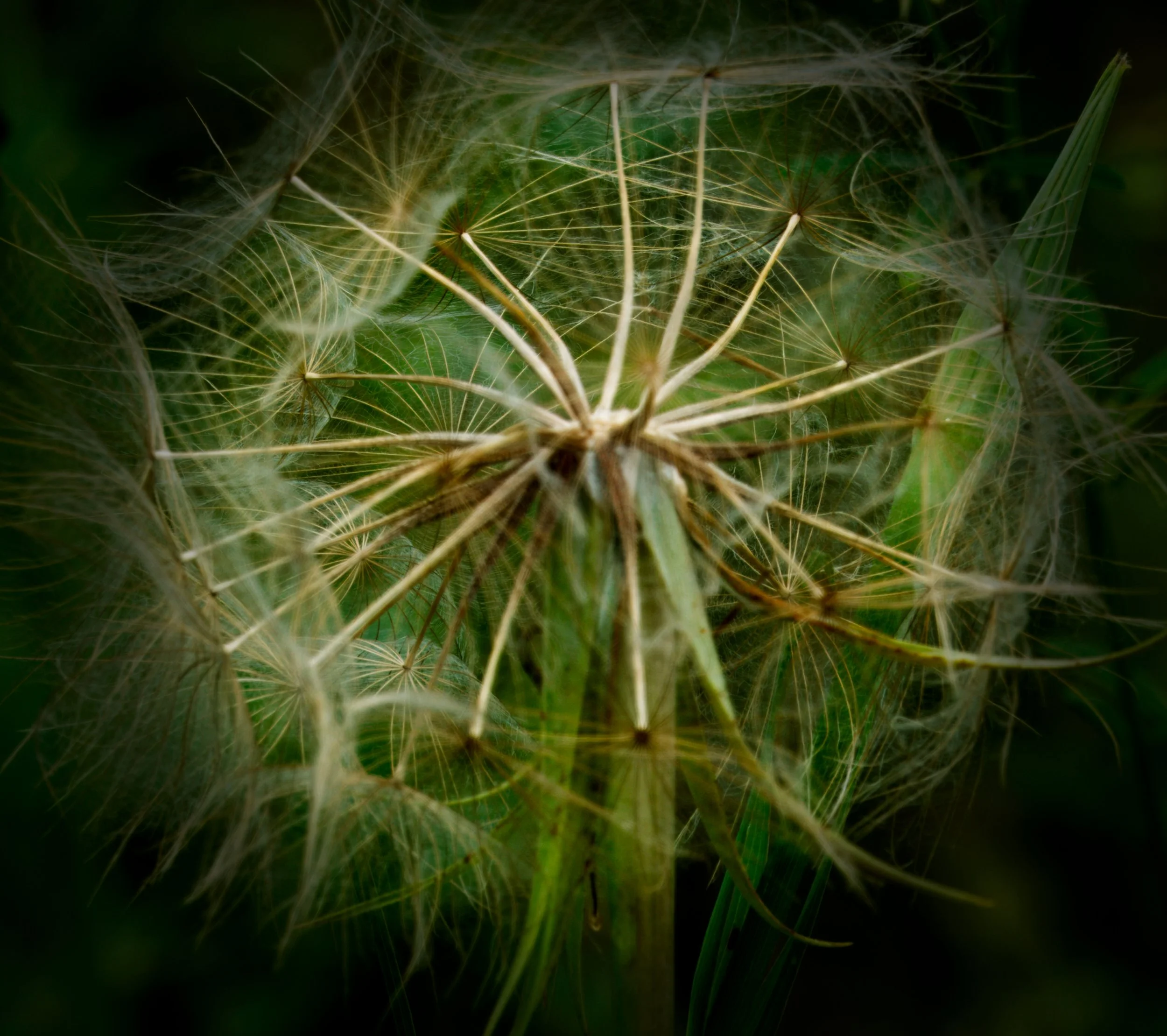 Salsify seed head
