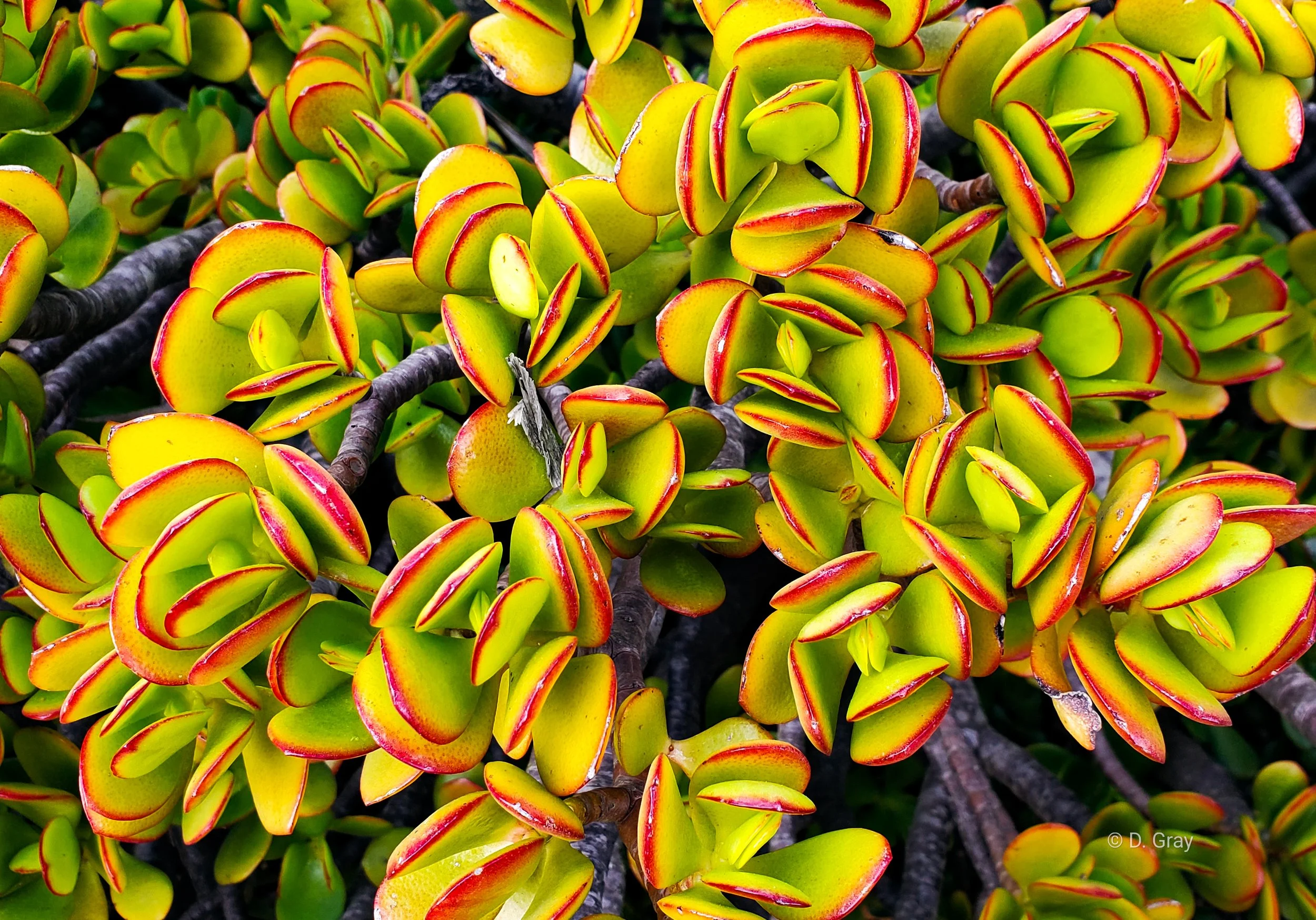 Jade Plant