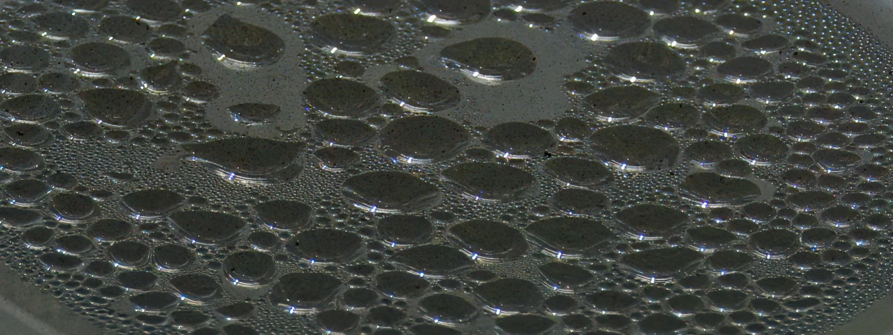 Mossarium 03 2026DSC09270.jpg
