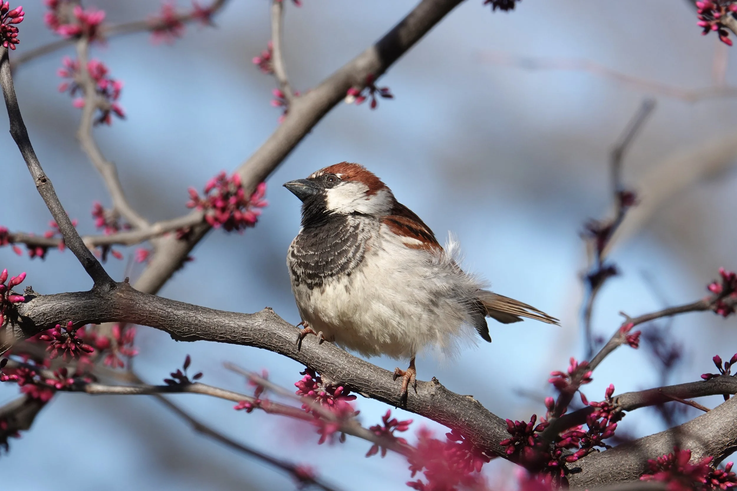 Hedge Sparrow (Passer domesticus)