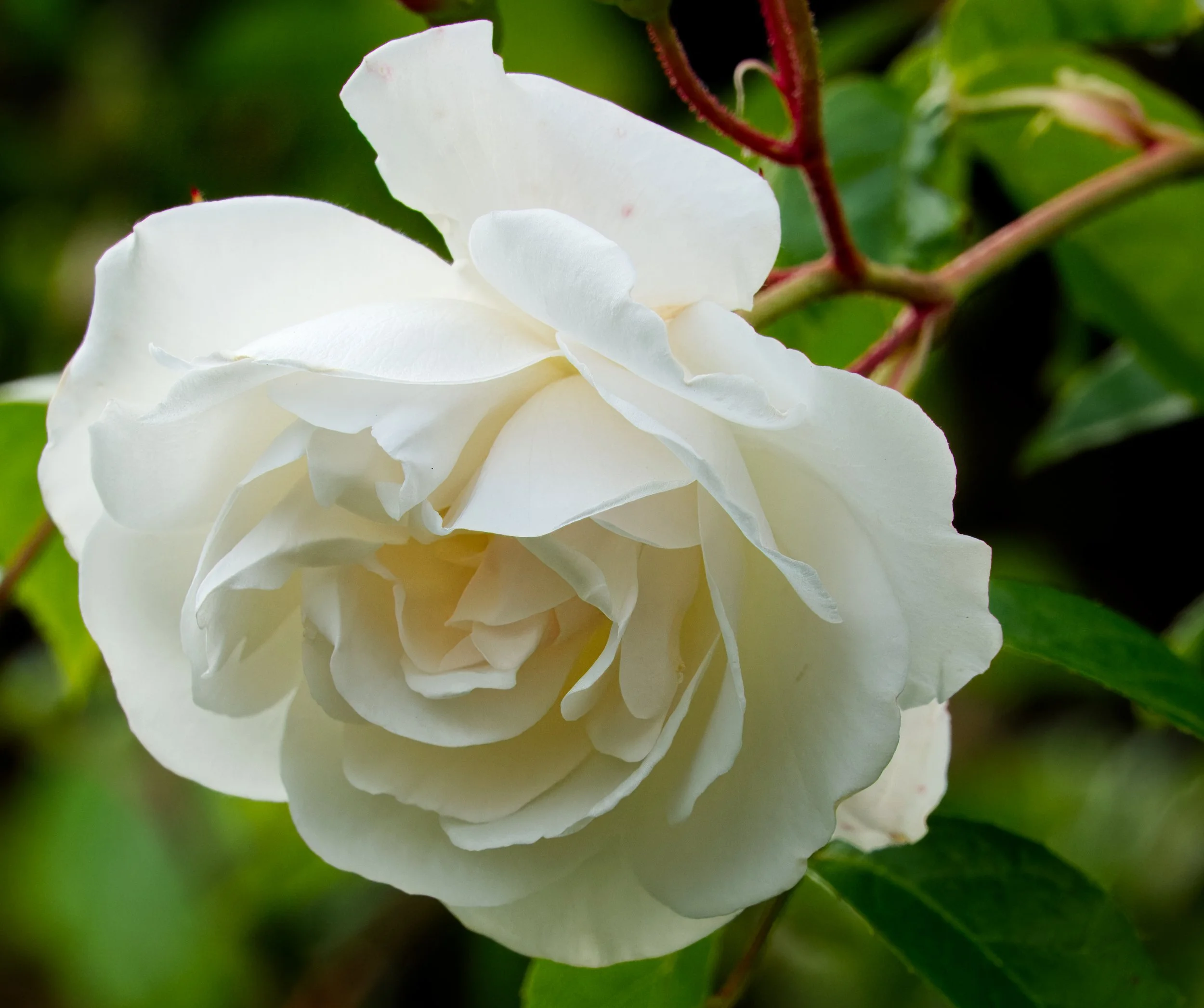Rose, Koog-aan-de-Zaan, Nederland