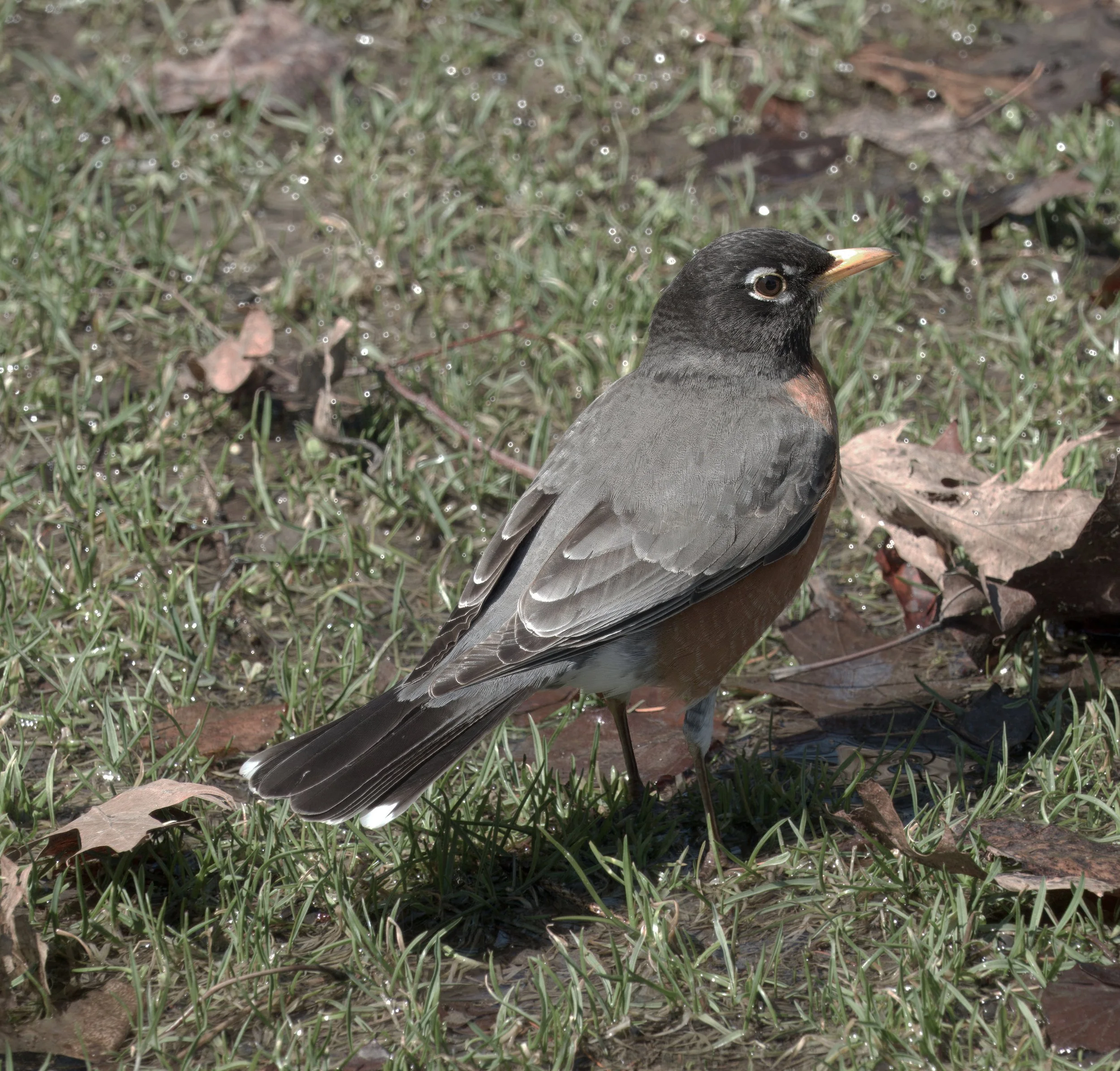 Turdus migratorius
