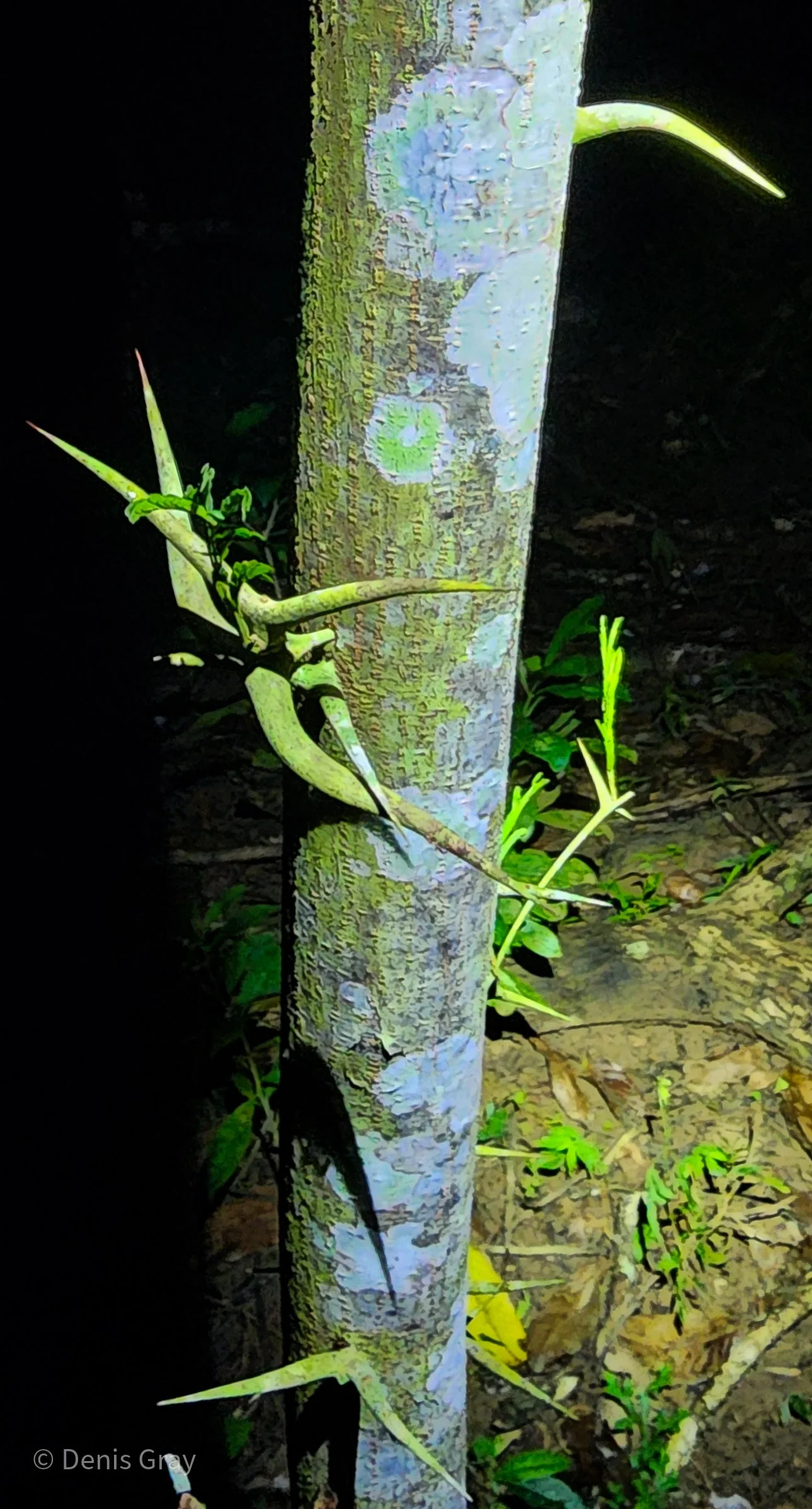 Bullhorn Acacia, Western Belize