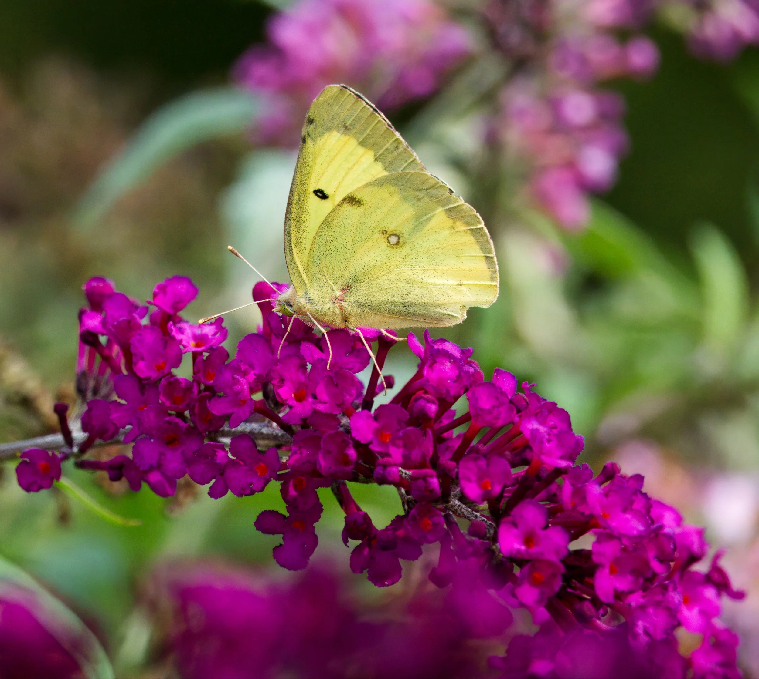 Sulphur Butterfly