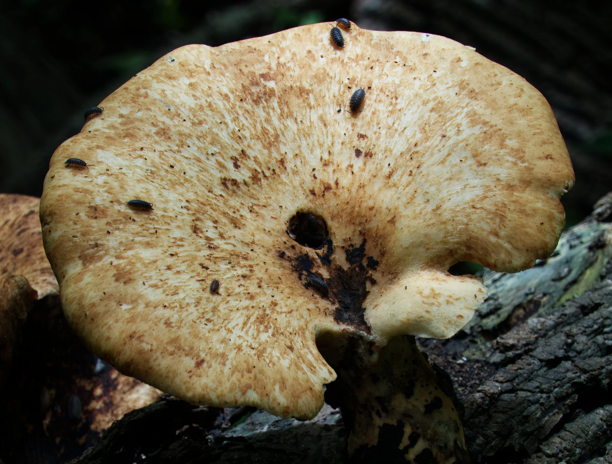 Dryad's Saddle  Fungus