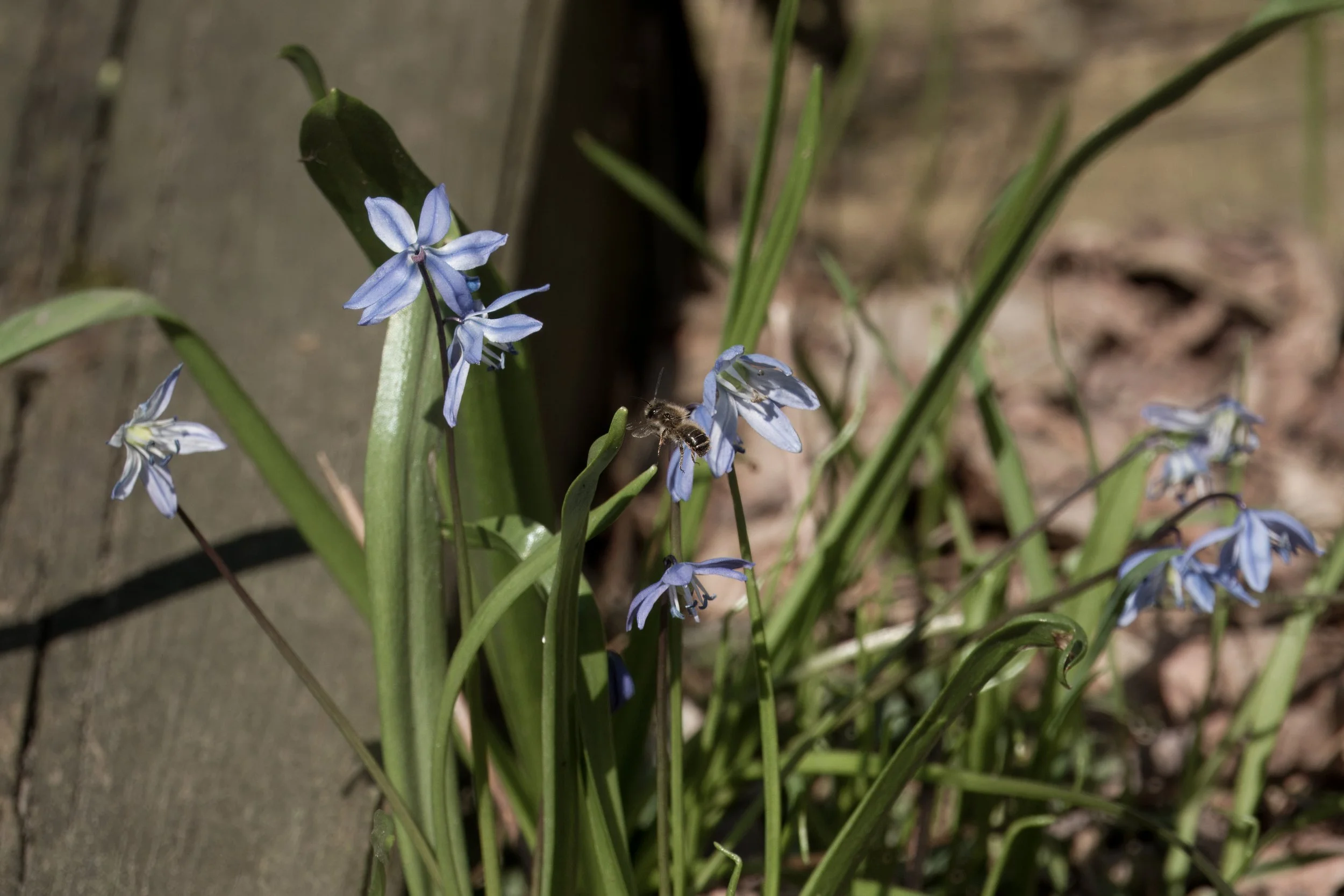 Honey Bee on Scilla sibirica, Yellow Creek Ravine, Toronto