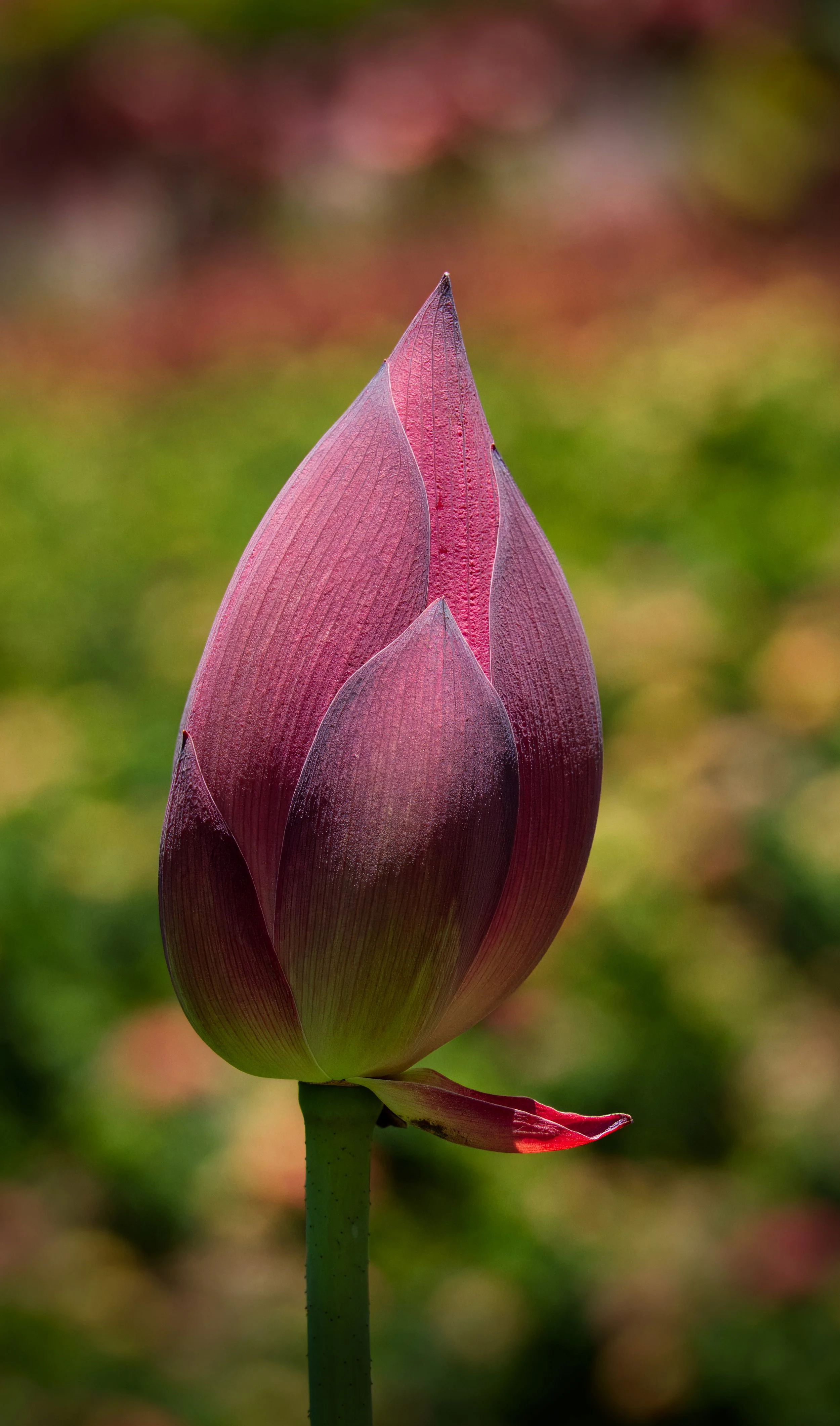 Lotus, Atlanta Botanic Garden, Atlanta, Georgia