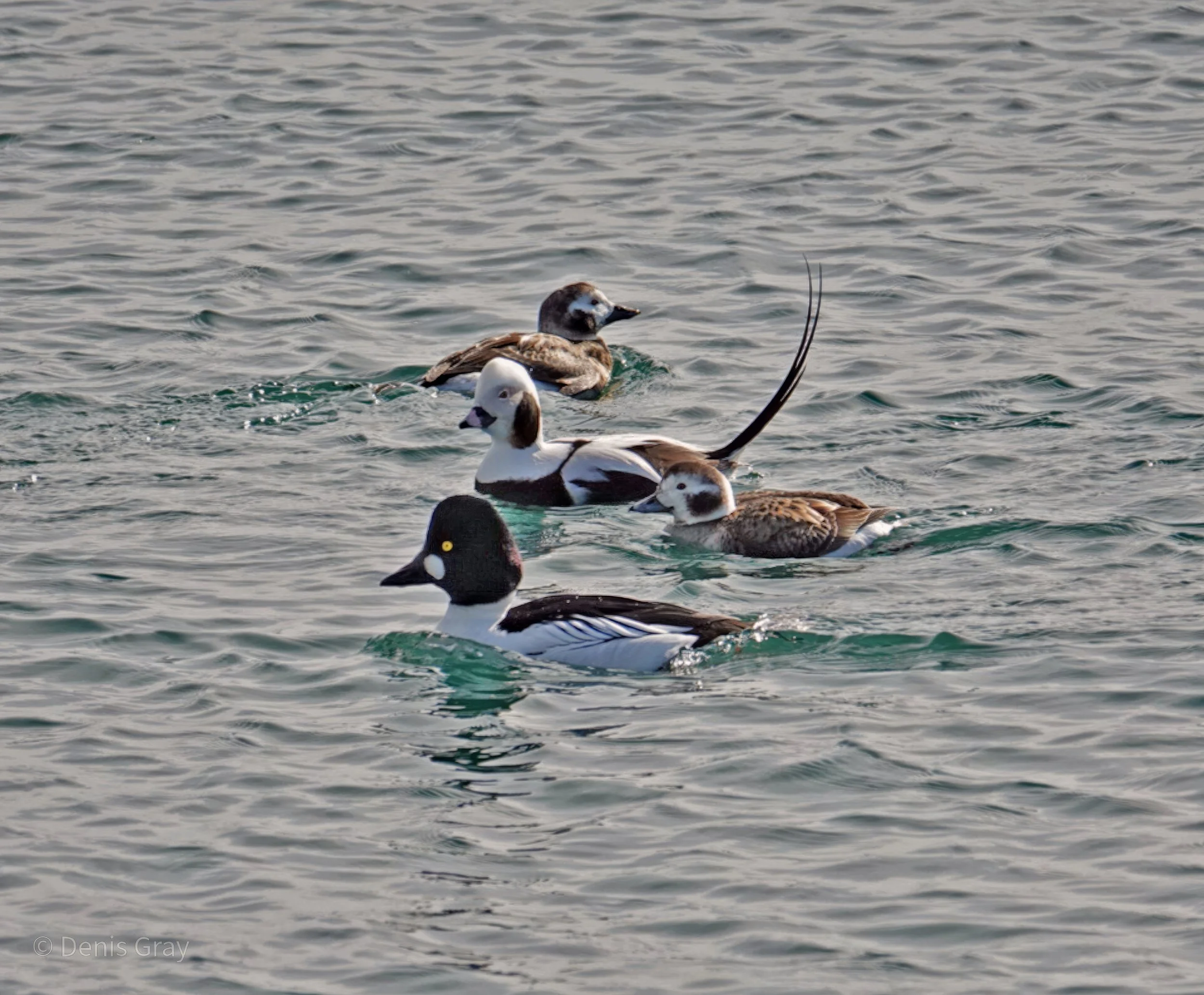 Common Golden Eye, two female Long-tailed Ducks and one male Long-tailed Duck, Toronto Waterfront