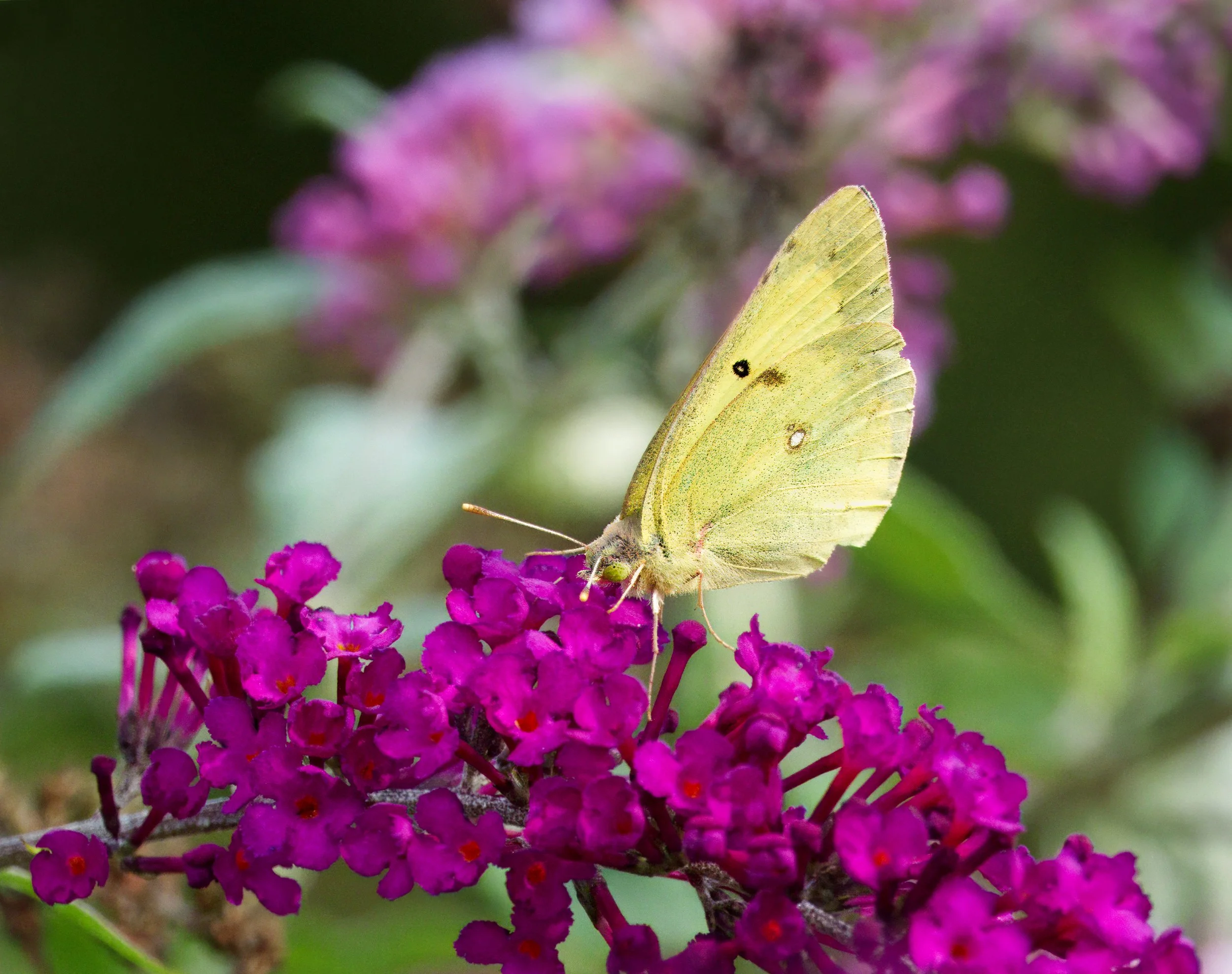 Sulphur Butterfly
