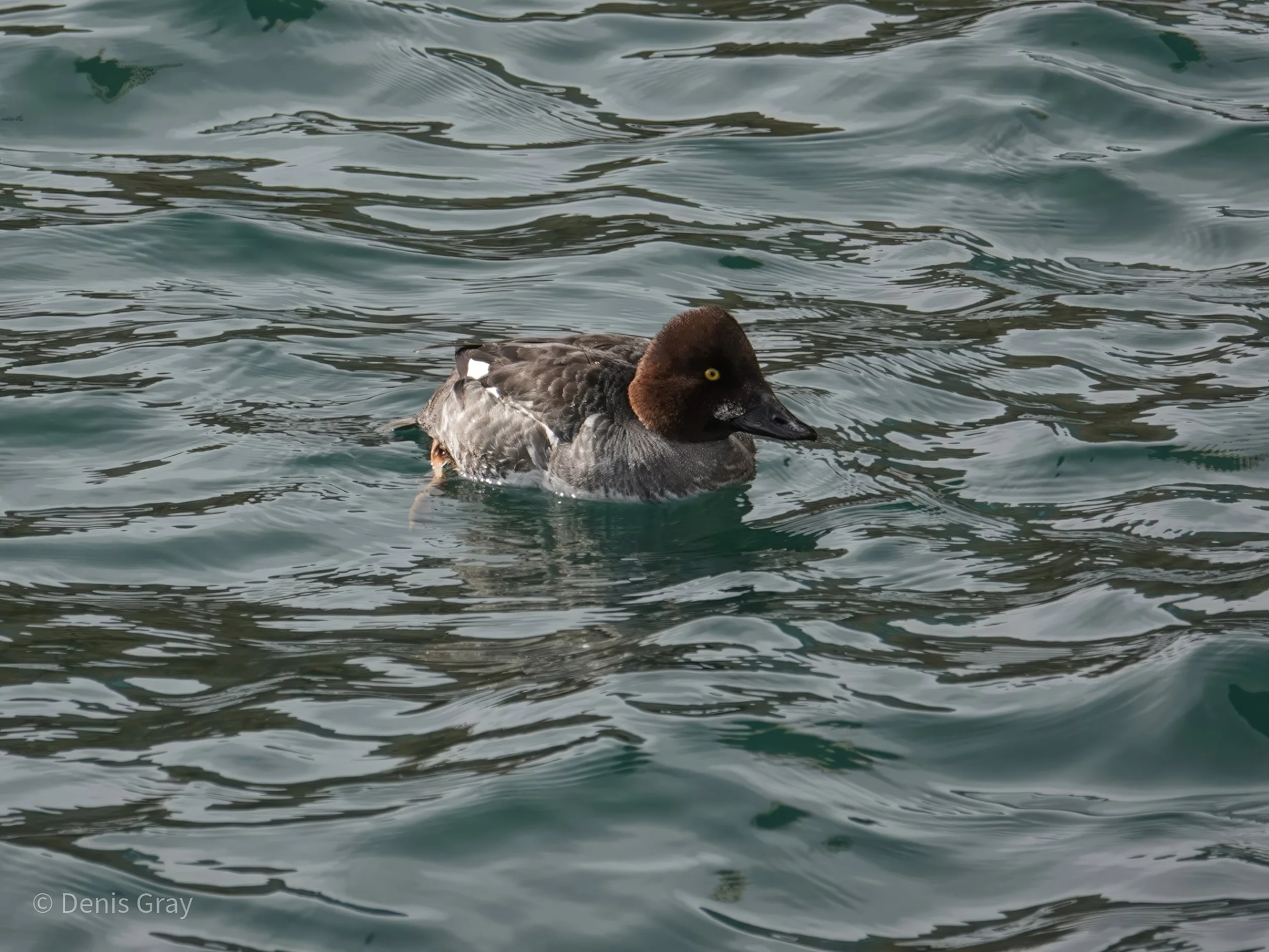 Red-headed Duck, Toronto Waterfront