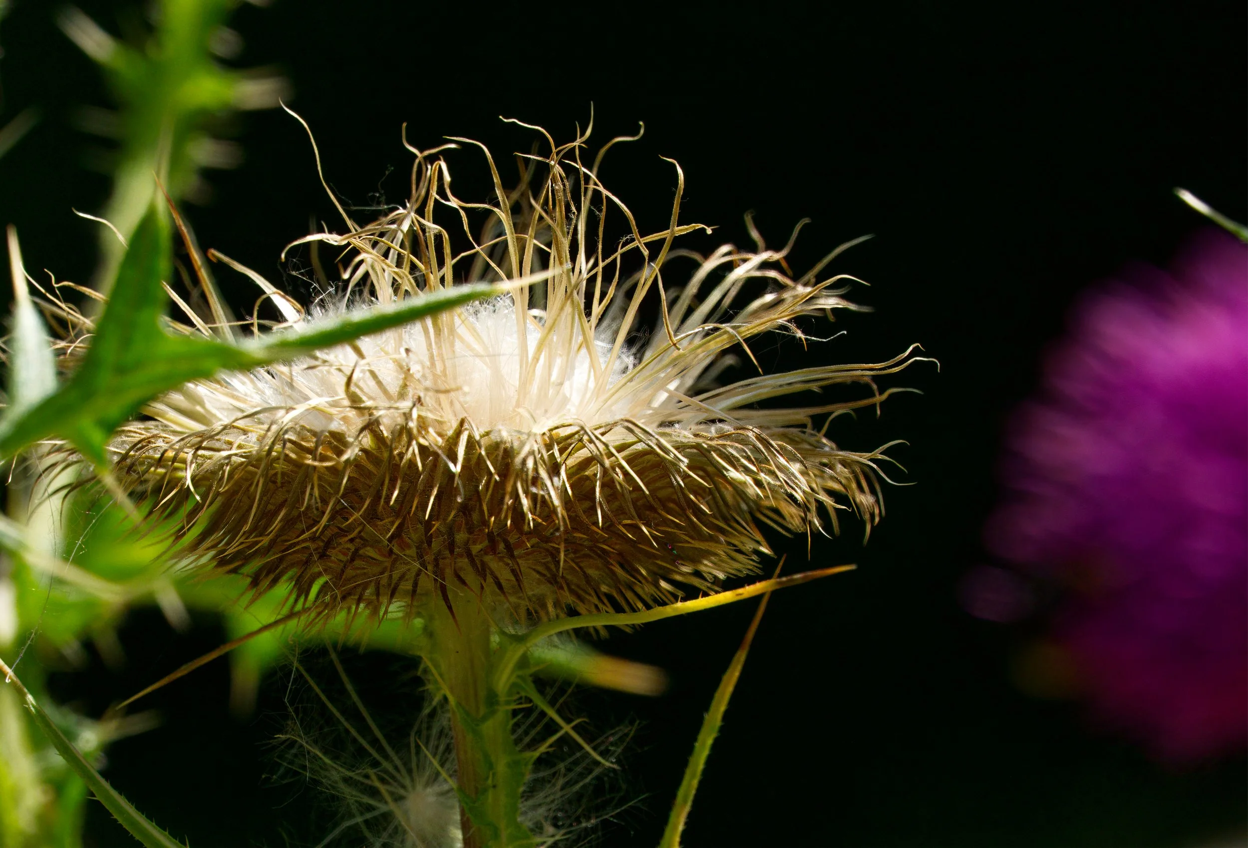 Thistle Seed Head