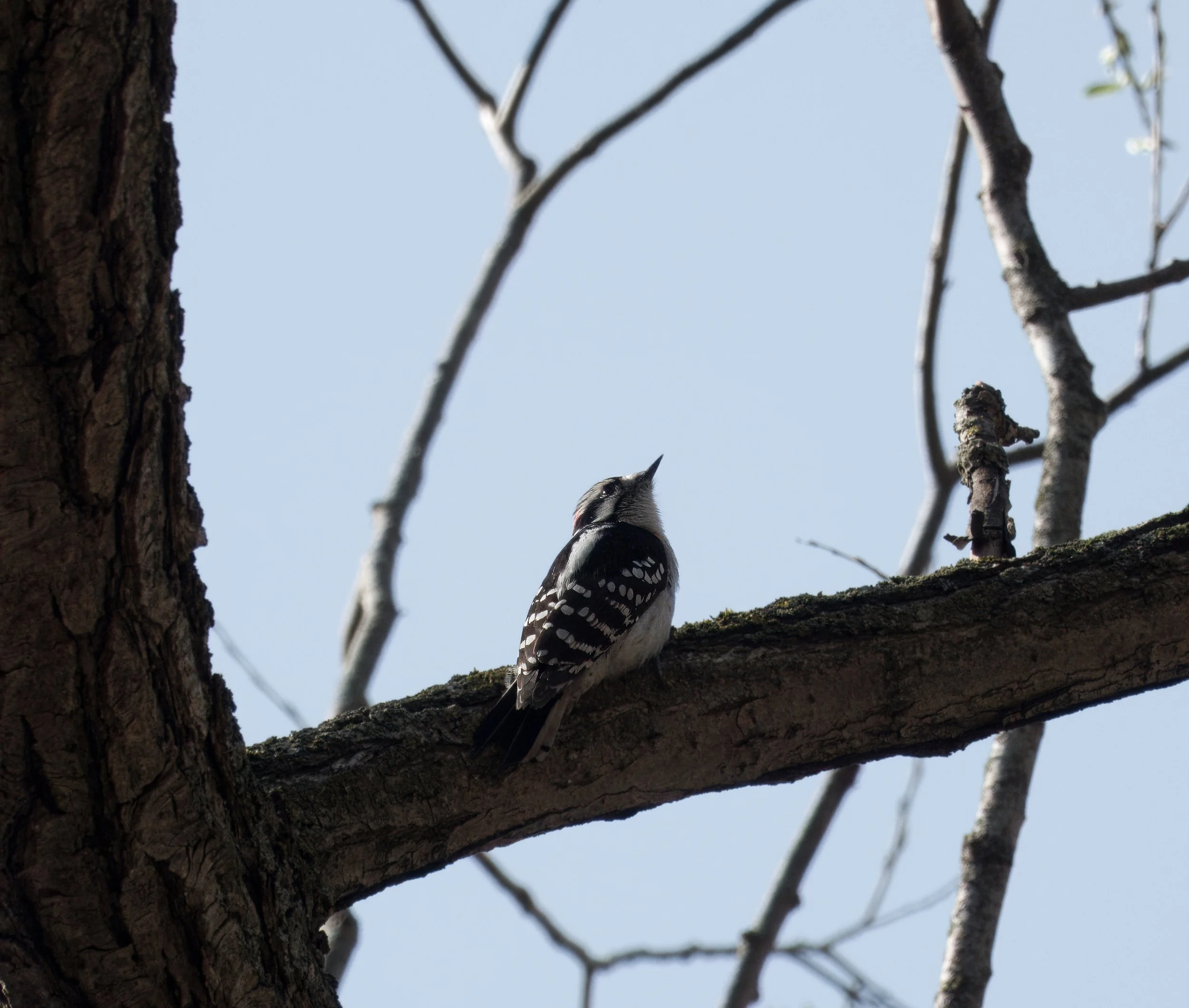 Downy Woodpecker, Yellow Creek Ravine, Toronto