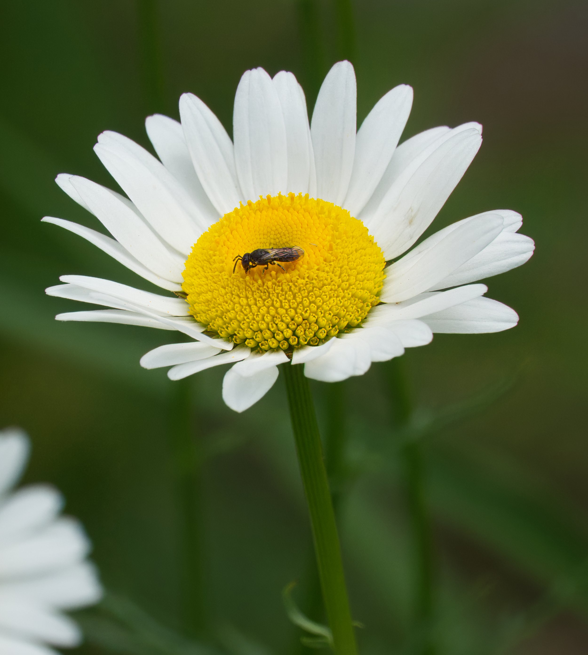 Masked Bee