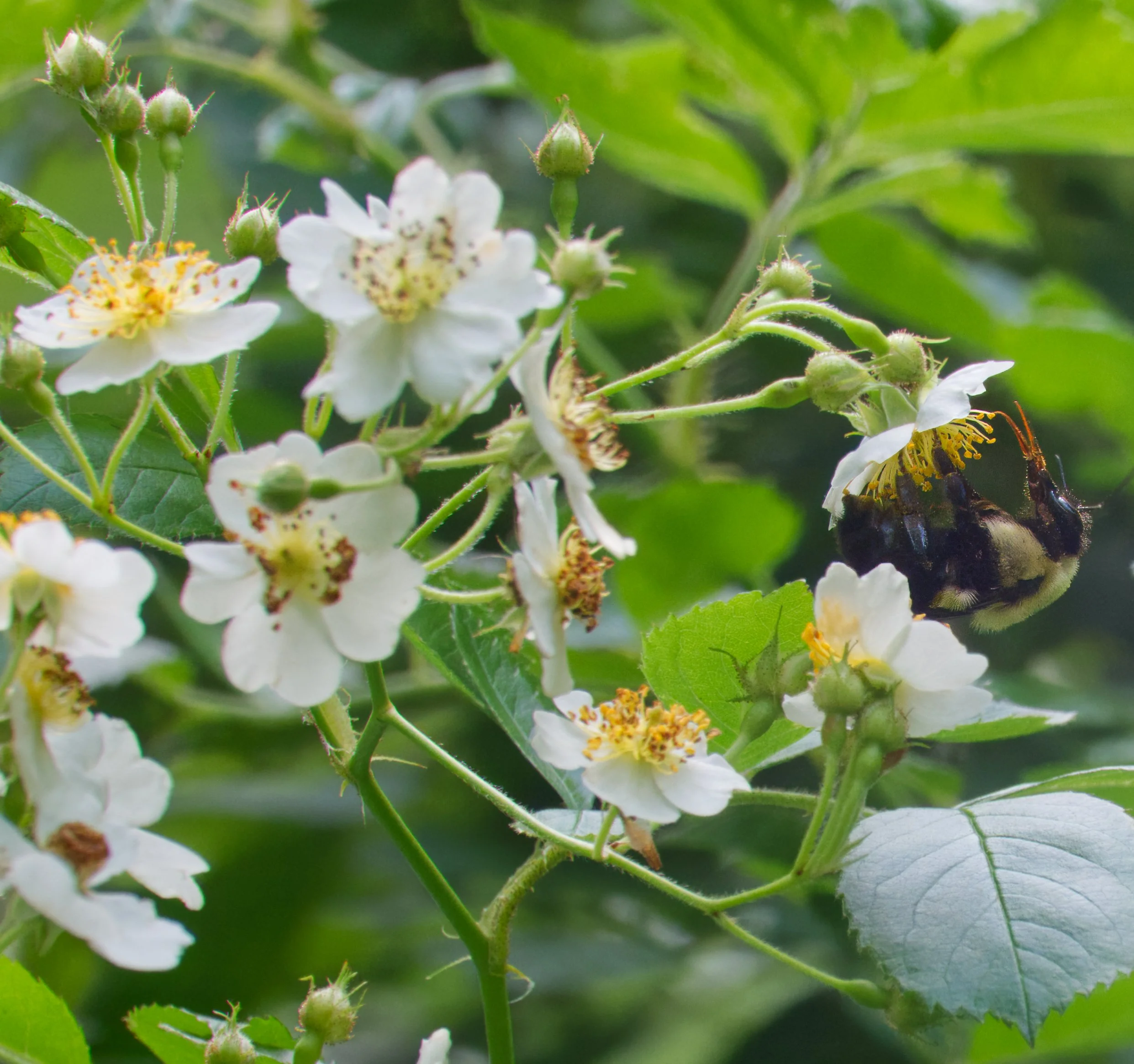 Bumble Bee showing of its Proboscis 