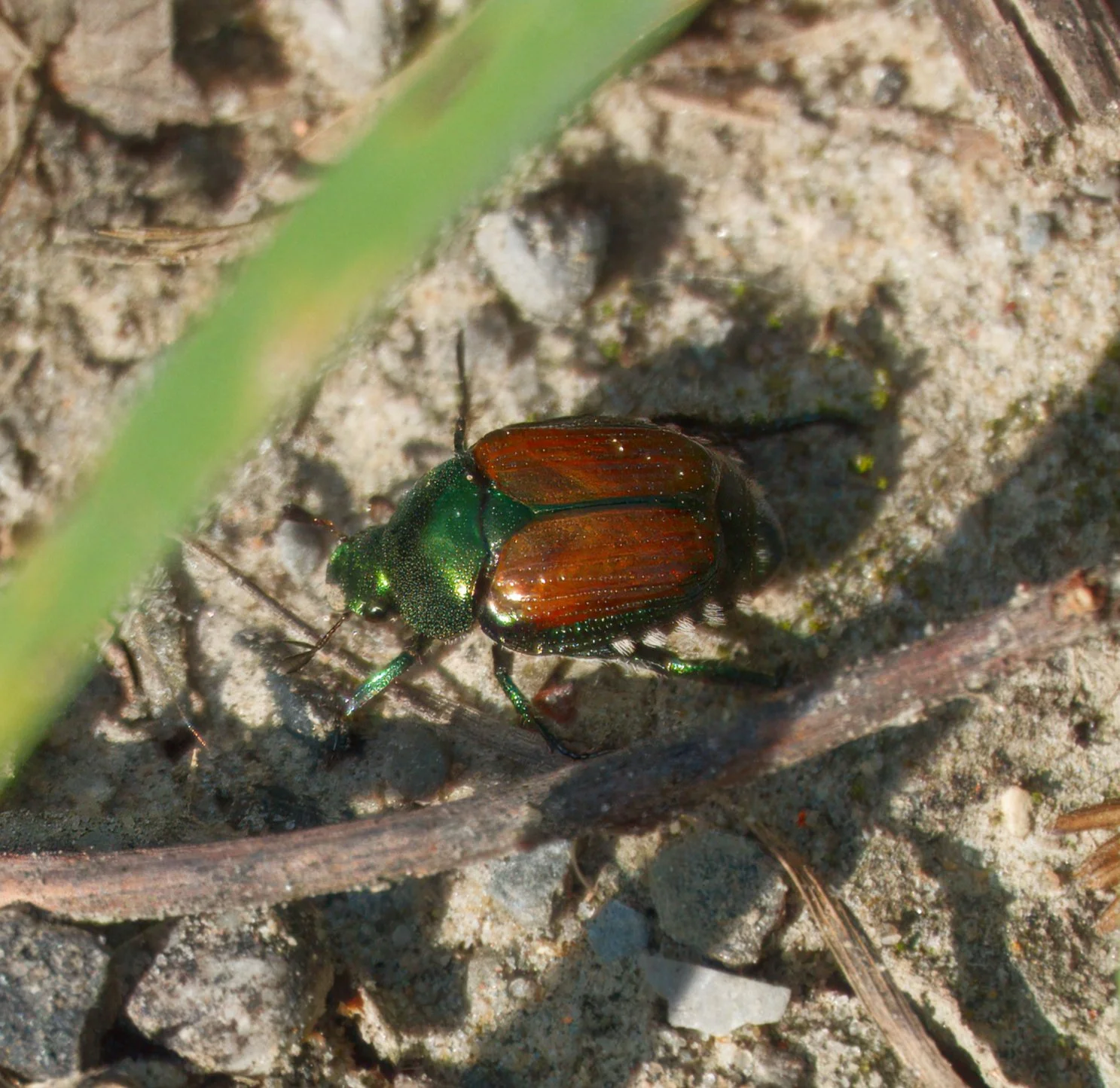Japanese Beetle