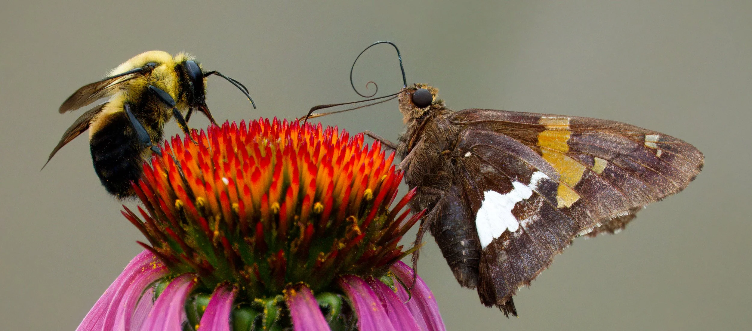 A Bumblebee and a Silver-spotted Skipper Butterfly on Echinacea