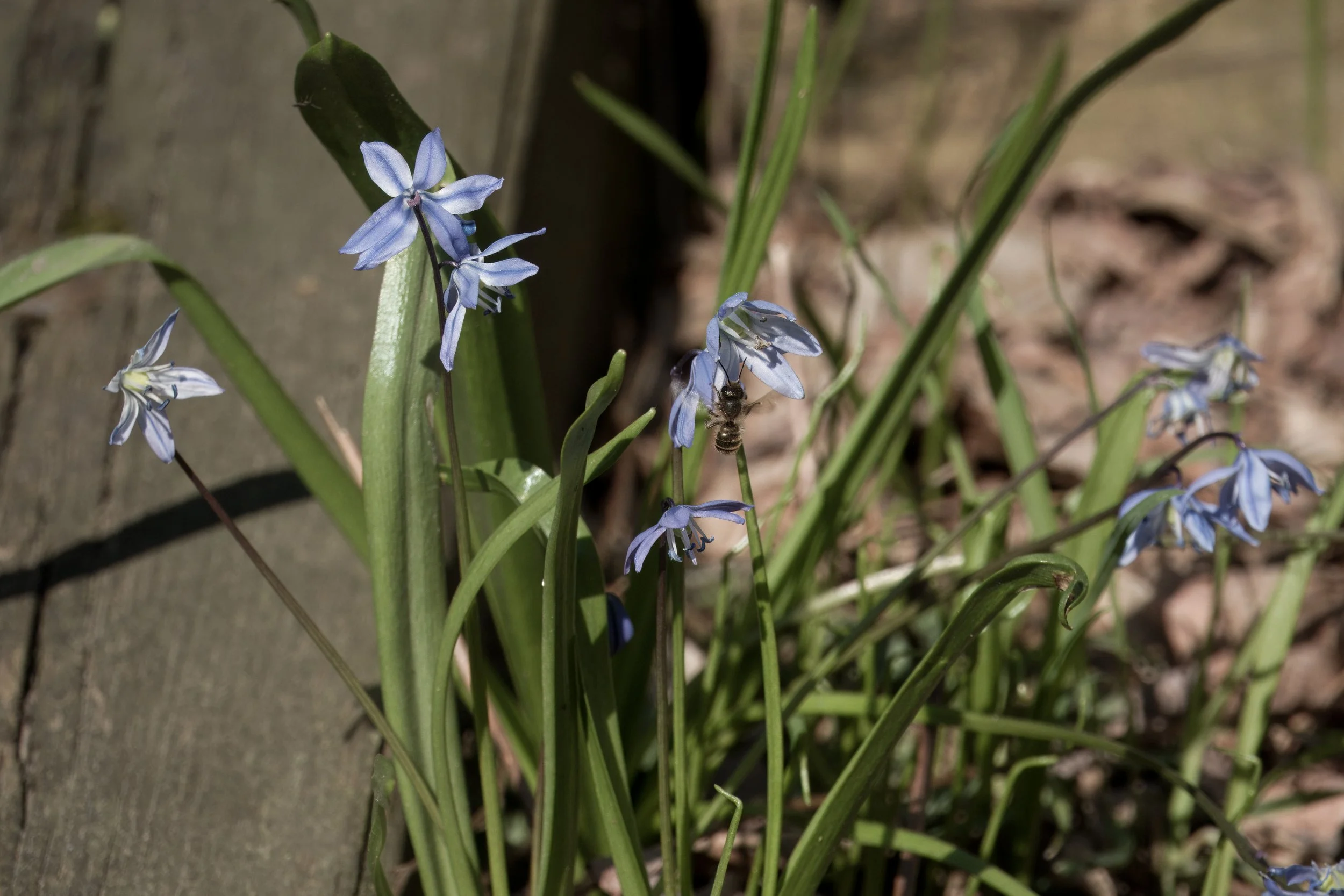 Honey Bee on Scilla sibirica, Yellow Creek Ravine, Toronto