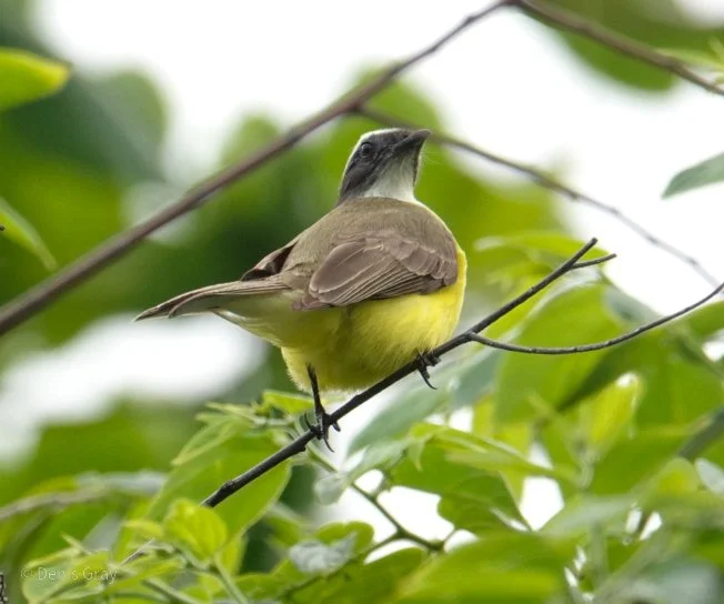 Flycatcher (Social, Grey-capped ?)