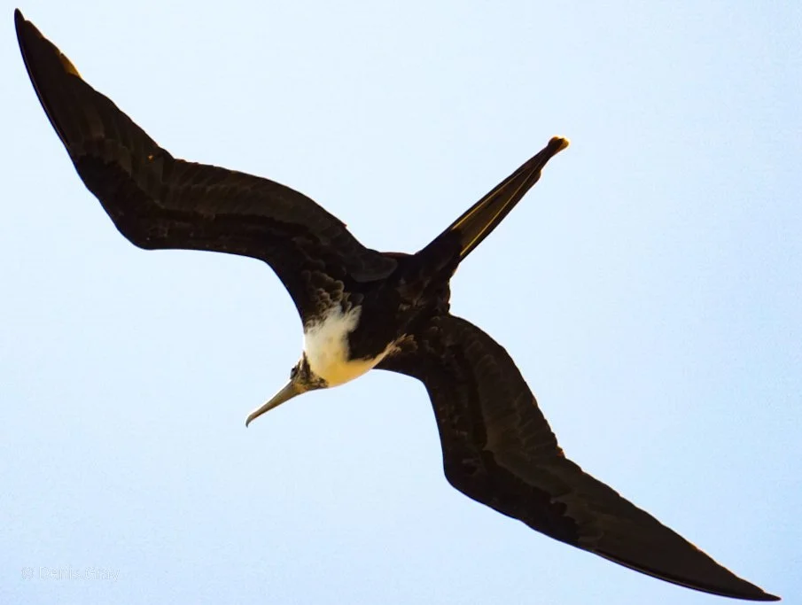 Magnificent Frigate Bird, Hopkins, Belize