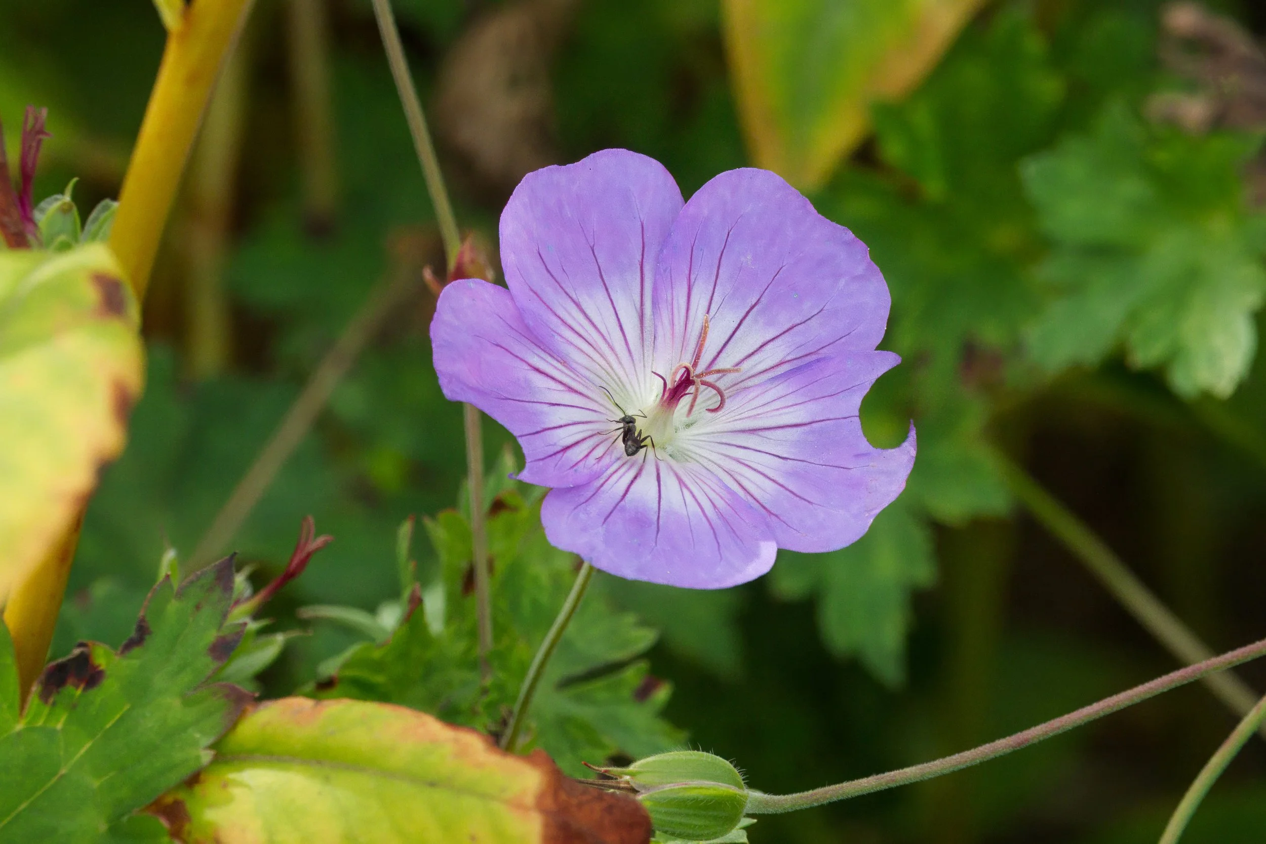 An ant foraging on a Cranesbill flower