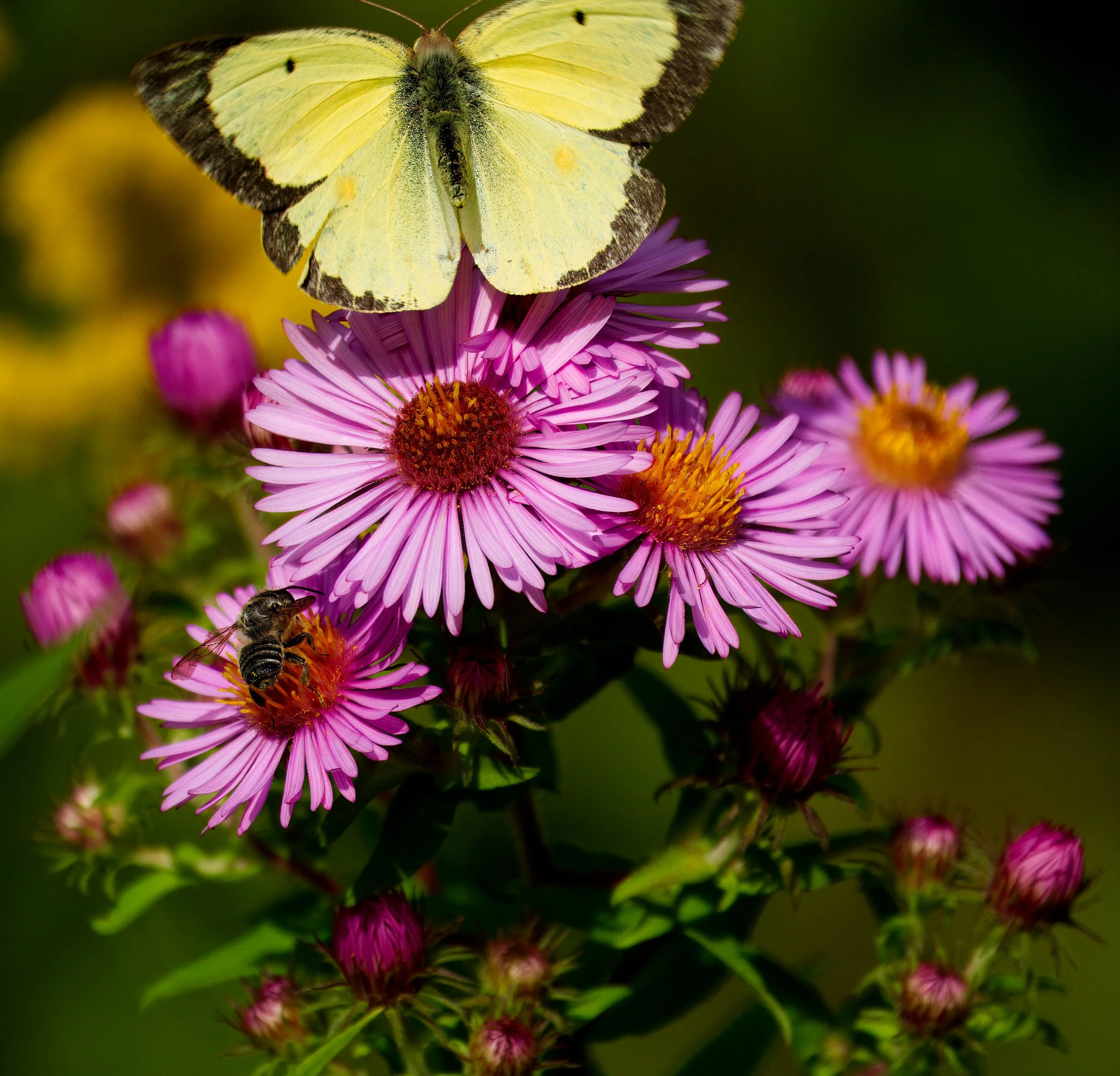 Asters hosting a Clouded Sulphur Butterfly and a Leafcutter Bee